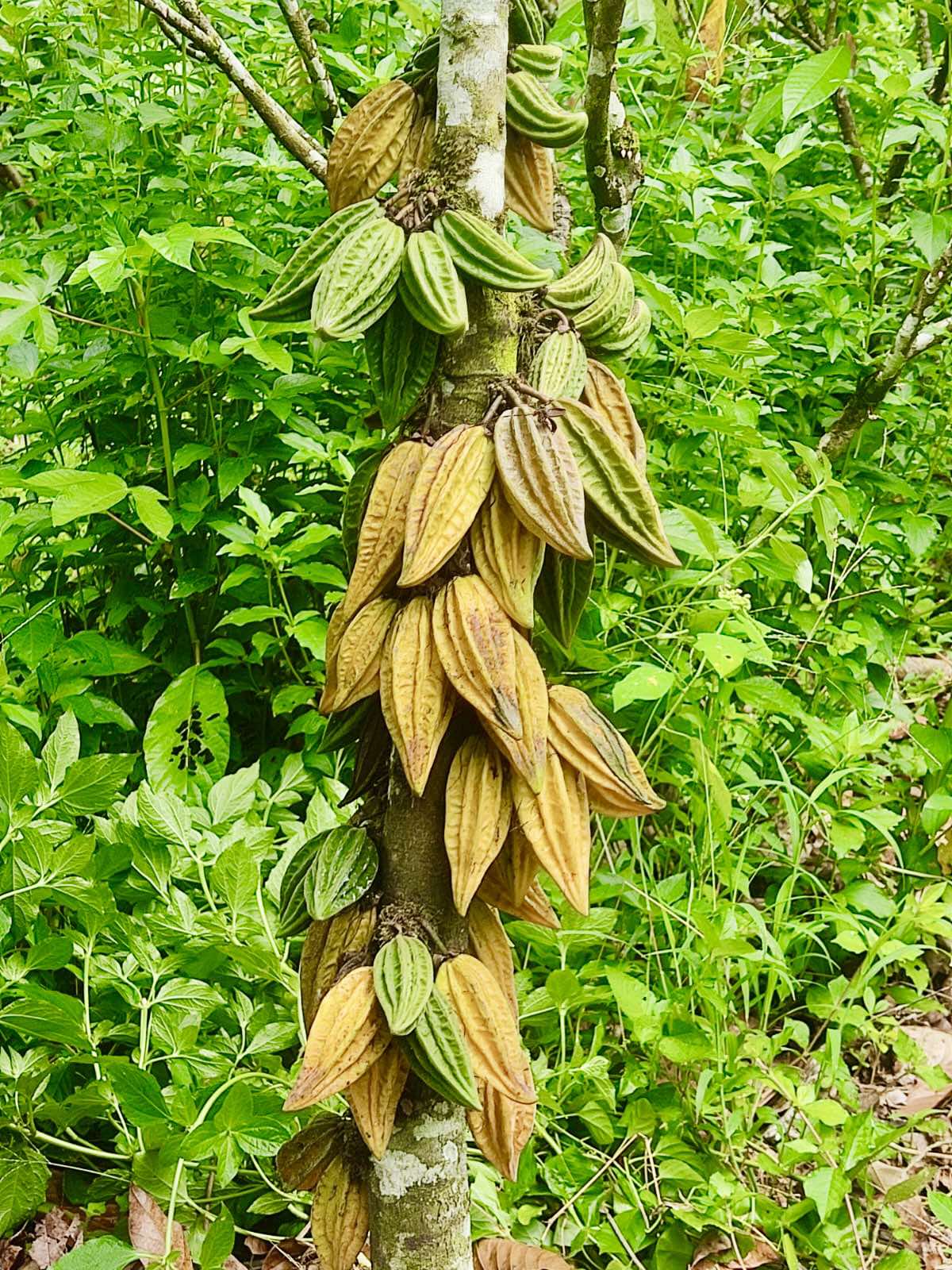 Mountain Cacao (Herrania mariae) -  1 fresh seed / 1 frischer Samen