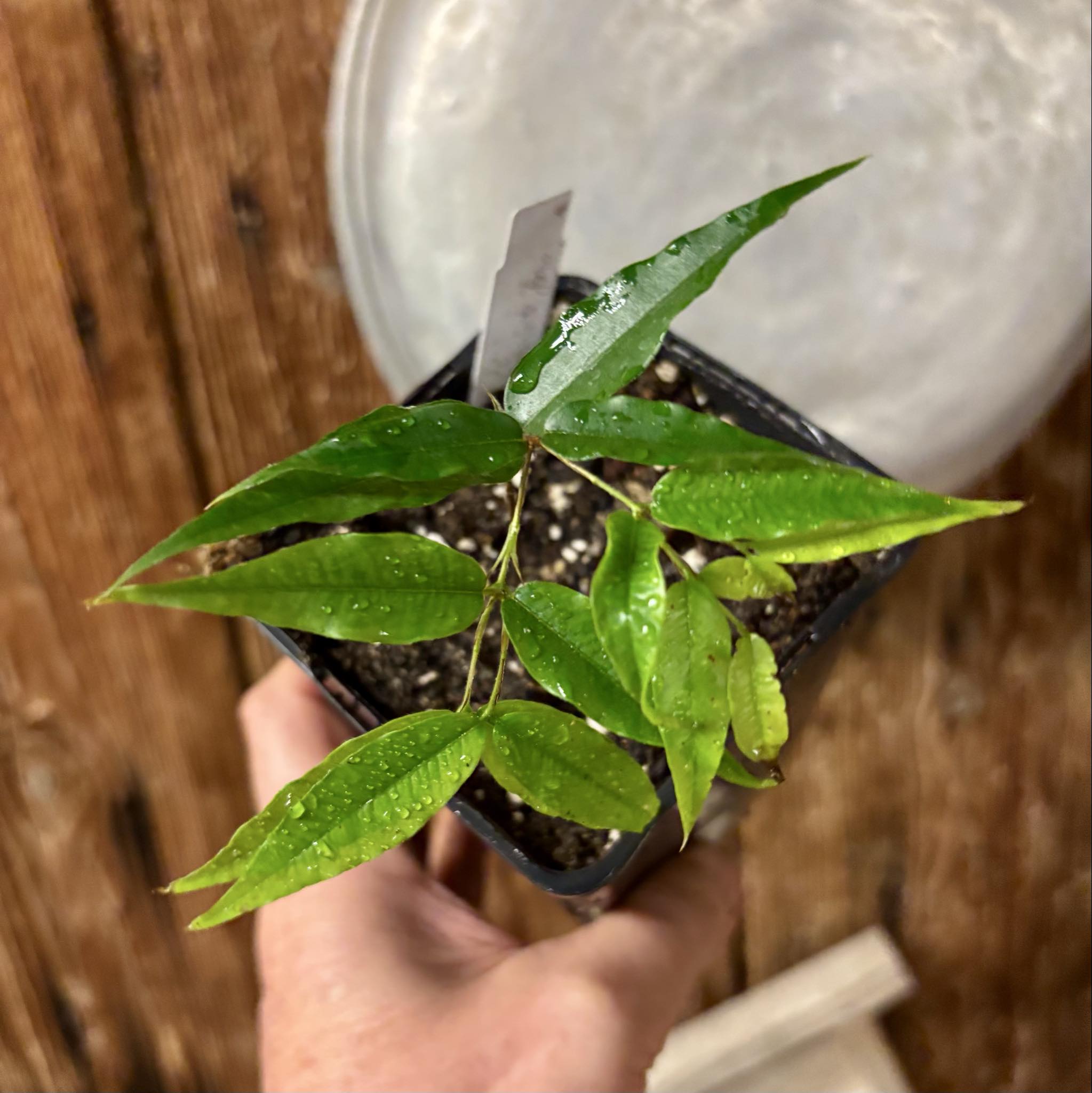 Plinia sp Cabo longo Sao Joao -  1 potted seedling / 1  getopfter Sämling  Plinia sp Cabo longo Sao Joao -  1 potted seedling / 1  getopfter Sämling