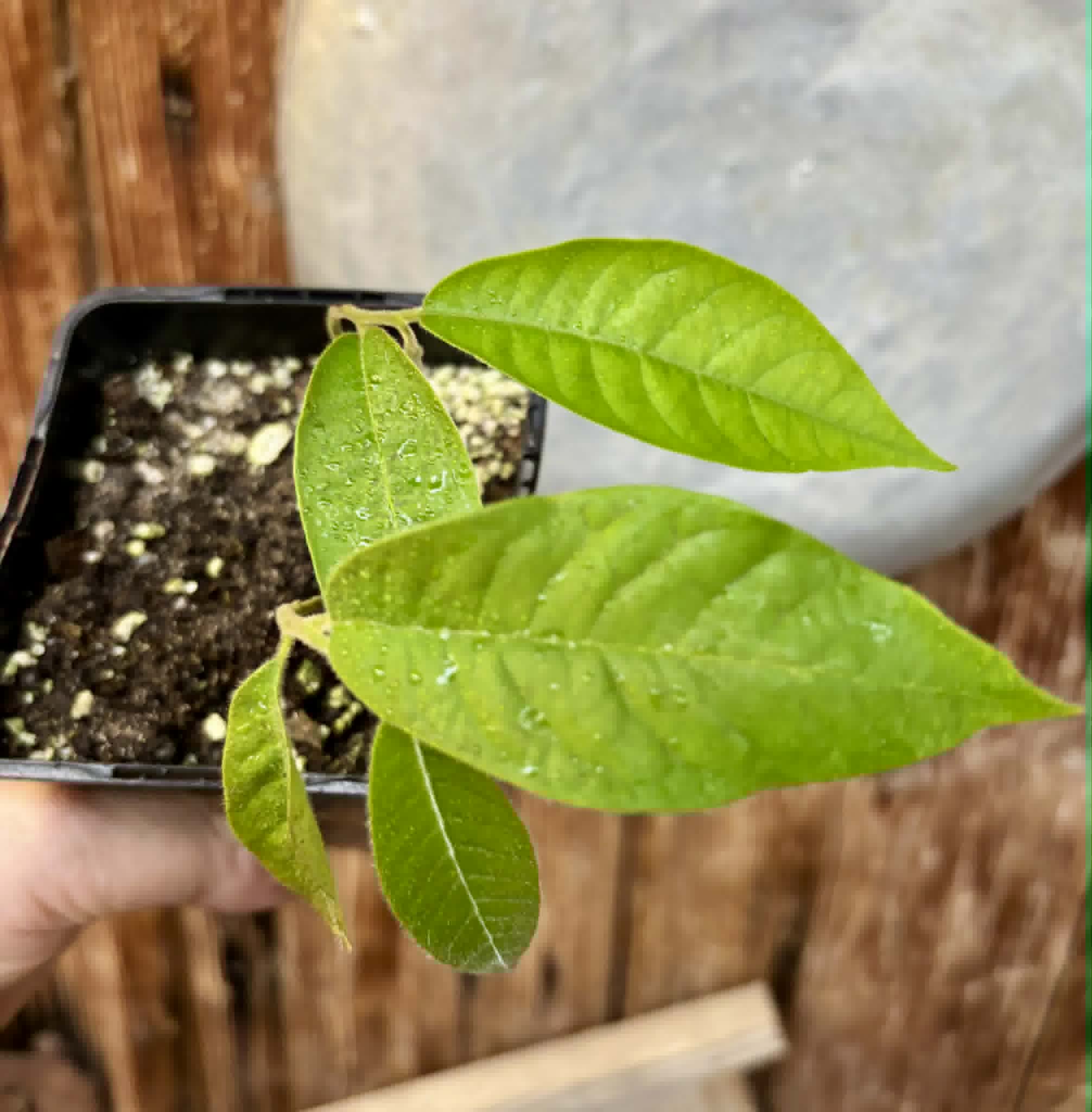 2 in 1 pot - Civet Banana (Uvaria grandiflora) -  2 seedlings in one pot / 2 Sämlinge in einem Topf