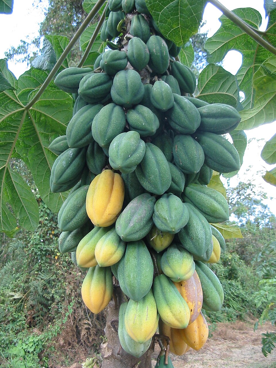 Vasconcellea pubescens - 10 fresh seed / 10 frische Samen