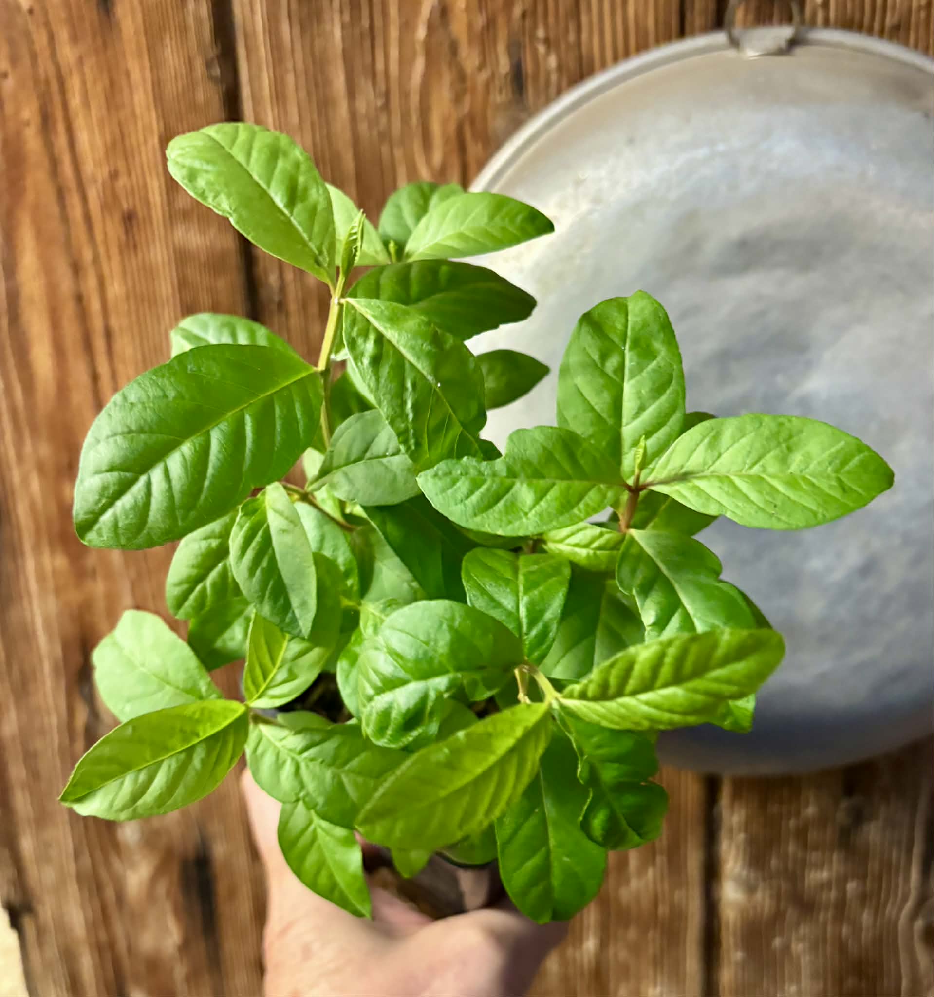 11 in 1 pot - Psidium guajava  "Paluma"  - 11 seedlings in one pot / 12 Sämlinge in einem Topf
