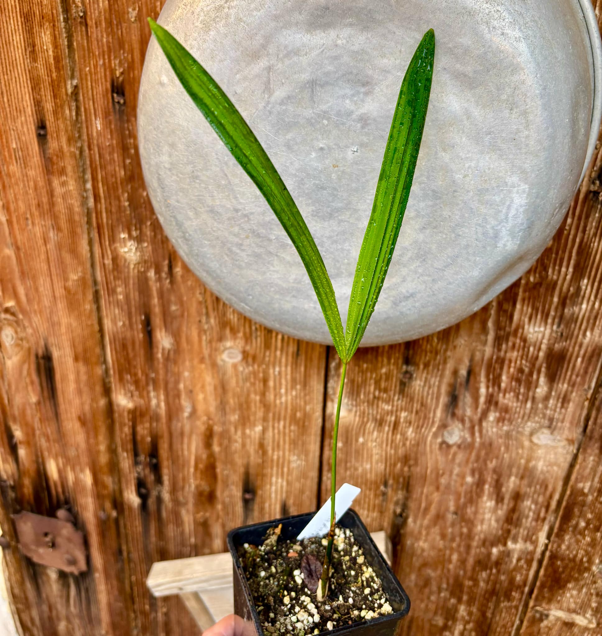 Rattan Palm (Calamus viminalis) - 1 potted plant / 1 getopfte Pflanze Rattan Palm (Calamus viminalis) - 1 potted plant / 1 getopfte Pflanze