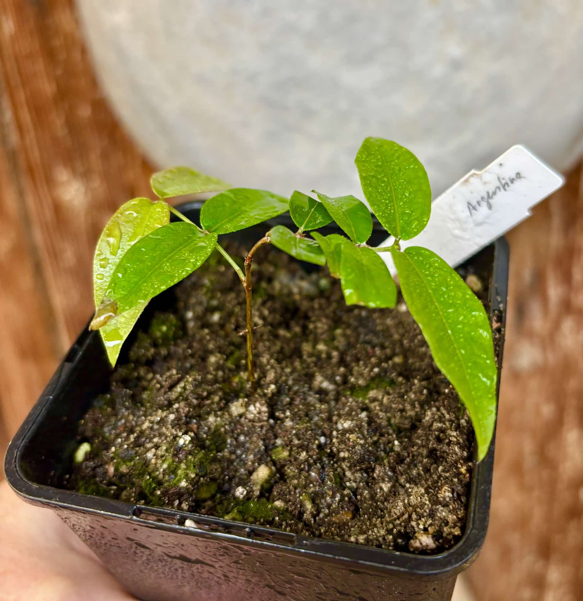 Plinia sp Giant Piray Argentina - 1 potted plant / 1 getopfte Pflanze