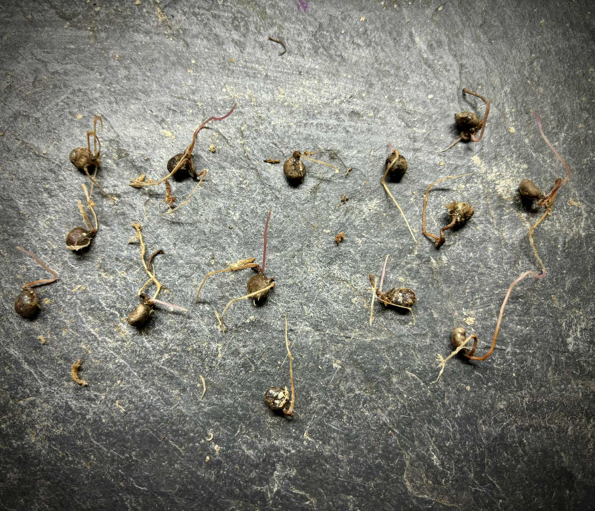 Eugenia colipensis - 1 germinated seed / 1 gekeimter Samen