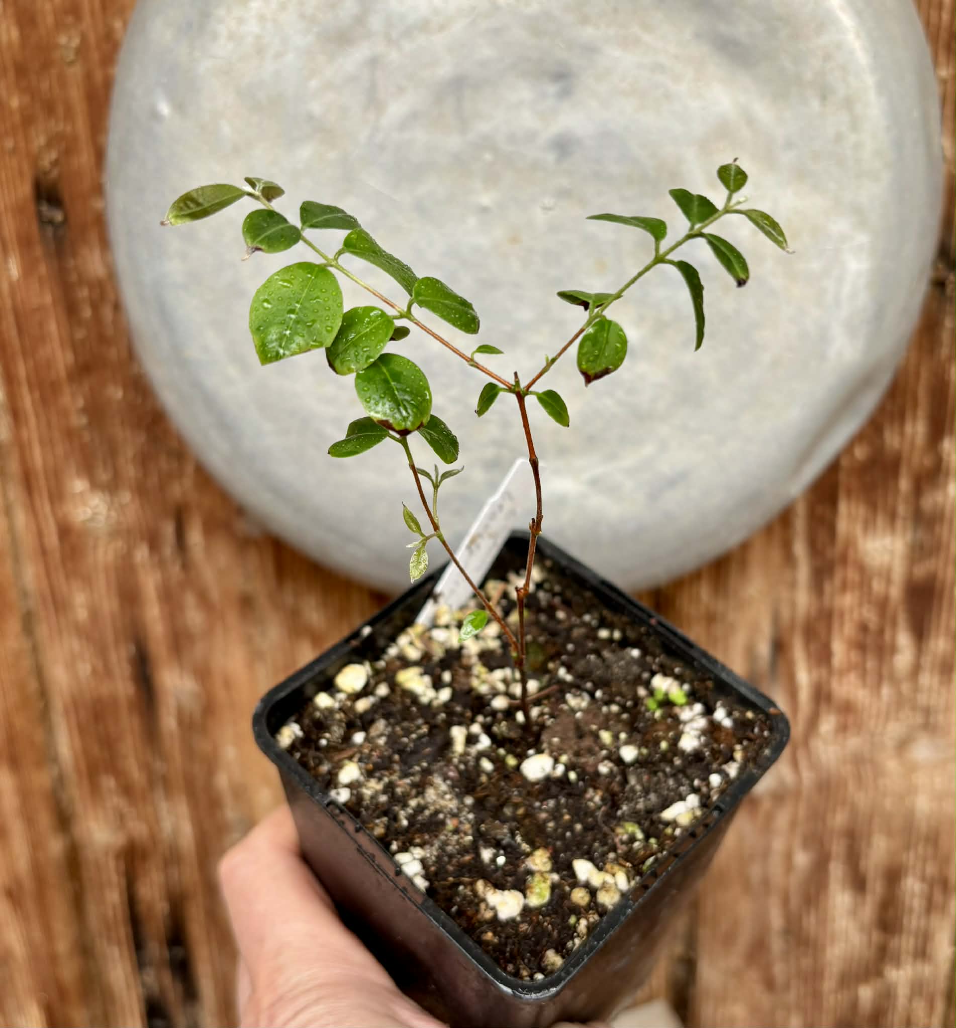 Uvaia do Visconde (Eugenia beaurepairiana) - potted seedling / 1 getopfter Sämling