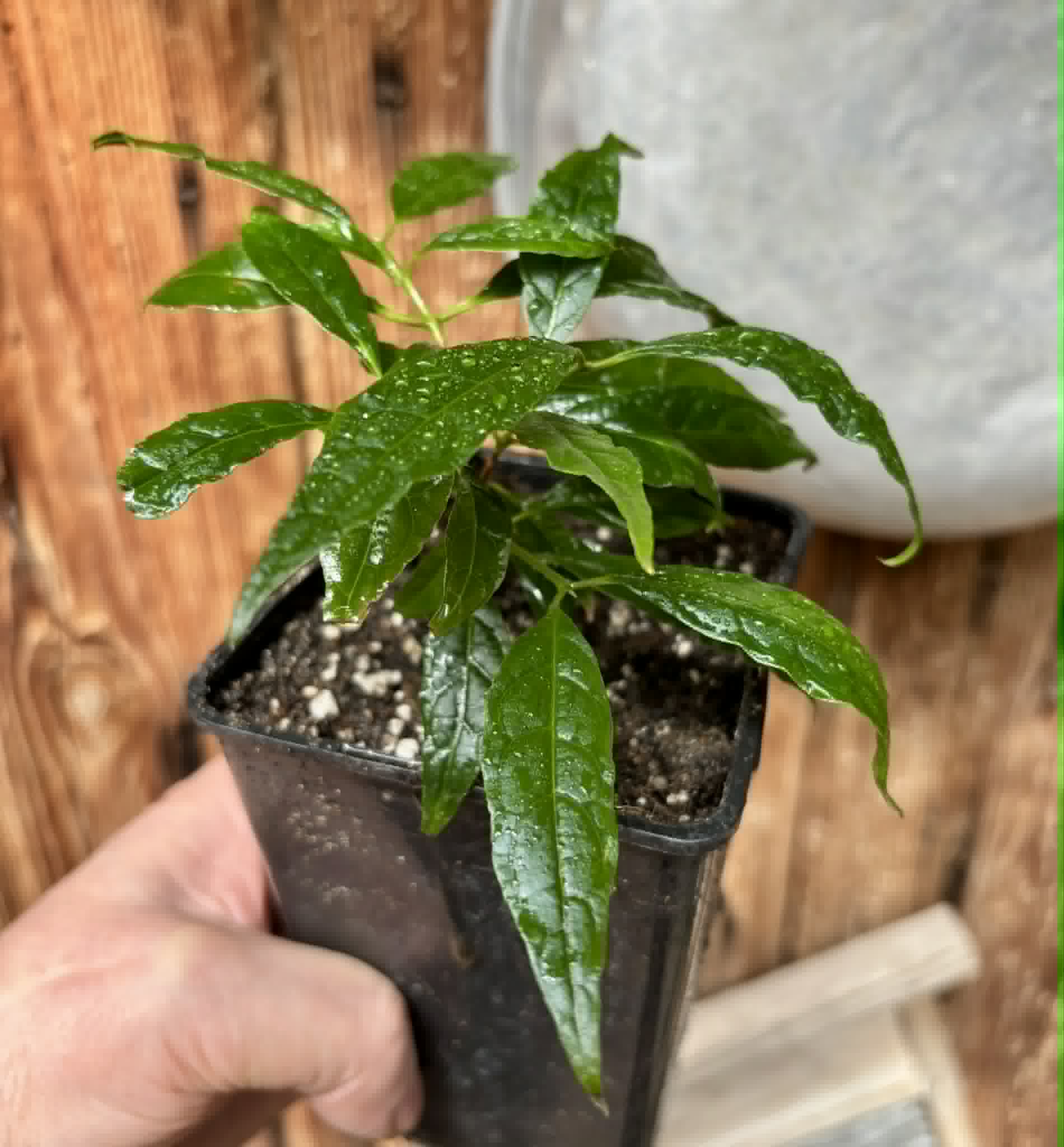 Guabiroba do Nordeste (Campomanesia ilhoensis) -  1 potted plant / 1 getopfte Pflanze