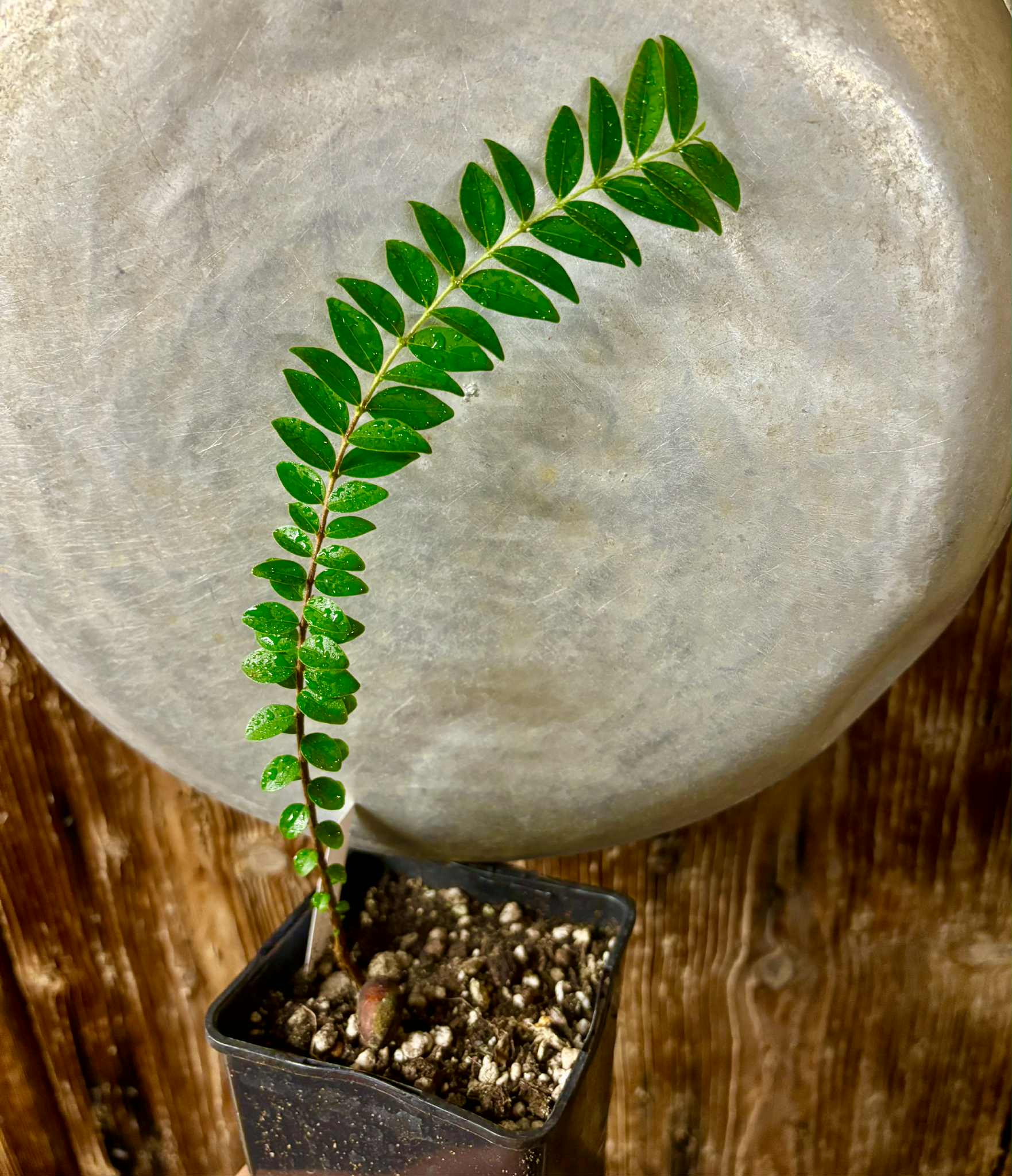 Myrciaria sp Pastora - 1 potted seedling / 1 getopfter Sämling