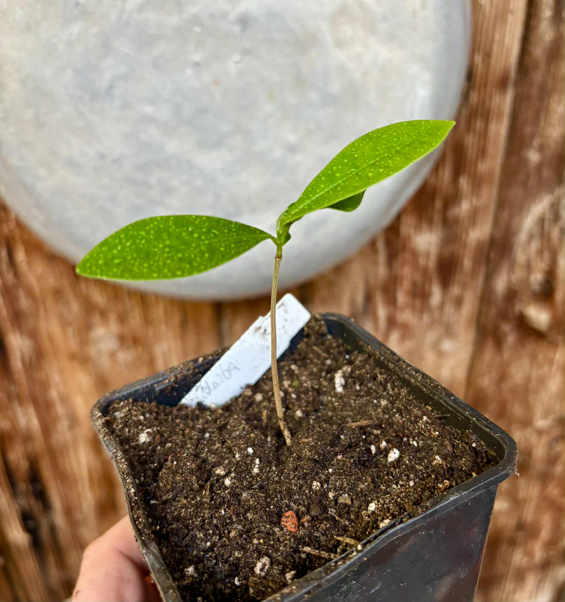 Duguetia lanceolata - Pindaiba - 1 small potted seedling / 1 kleiner, getopfter Sämling