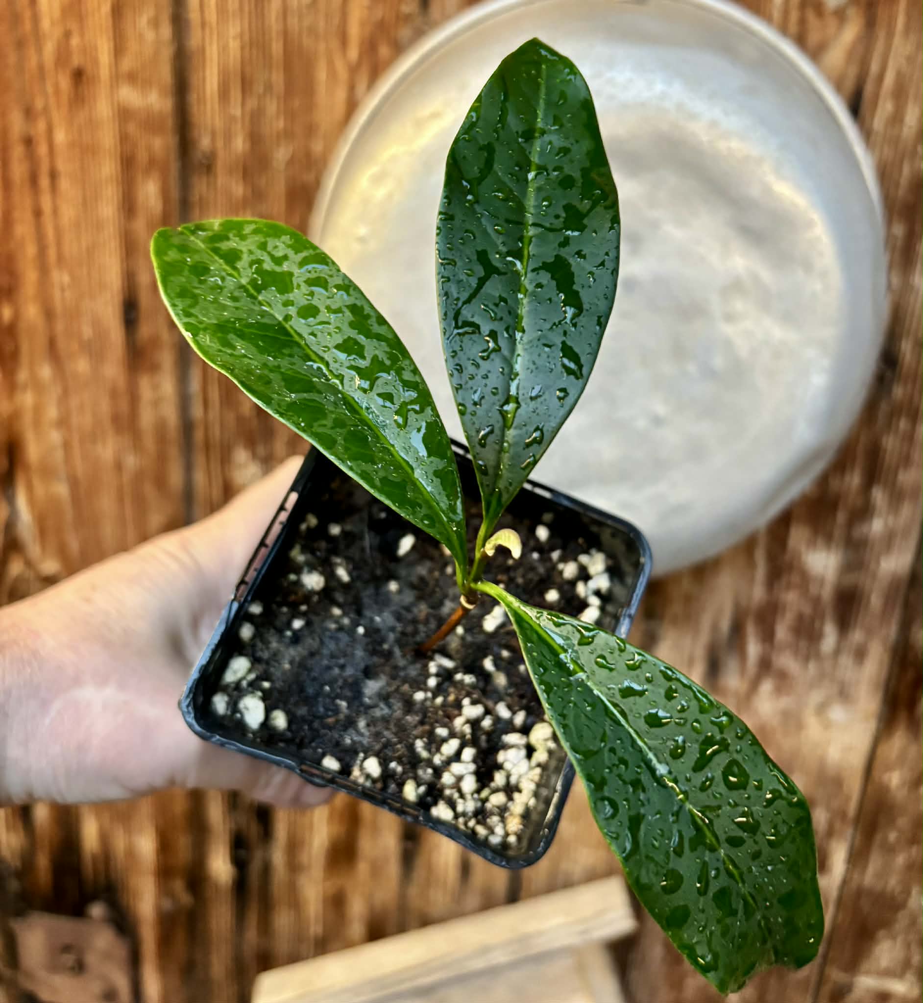 Aquai (Chrysophyllum gonocarpum)  -  1  potted seedling / 1 getopfter Sämling