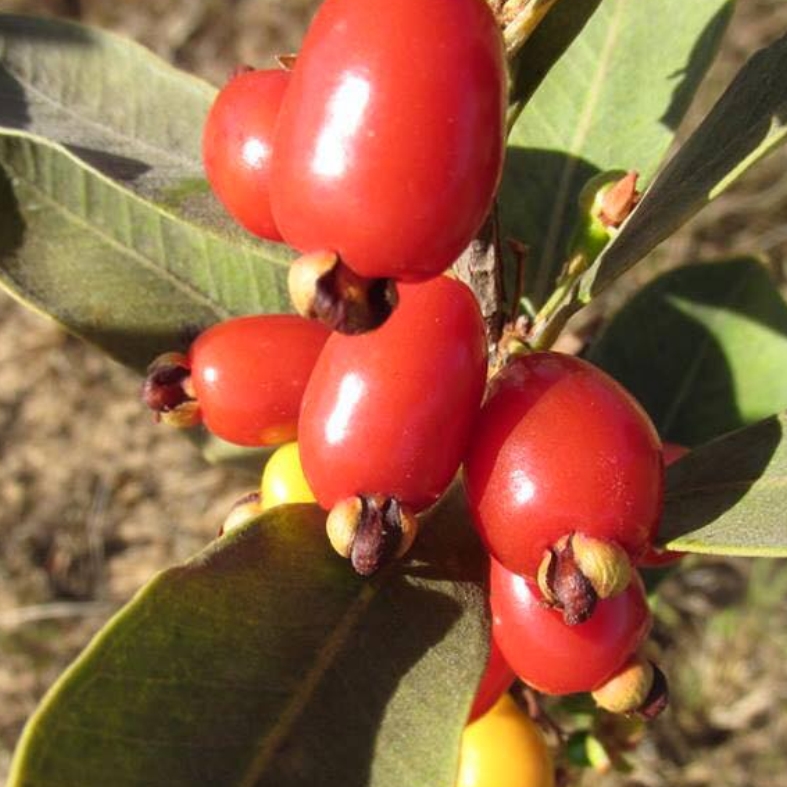 CEREJINHA DE JAGUARIÚNA - Eugenia punicifolia var. Oncas Doce - 1 potted plant / 1 getopfte Pflanze