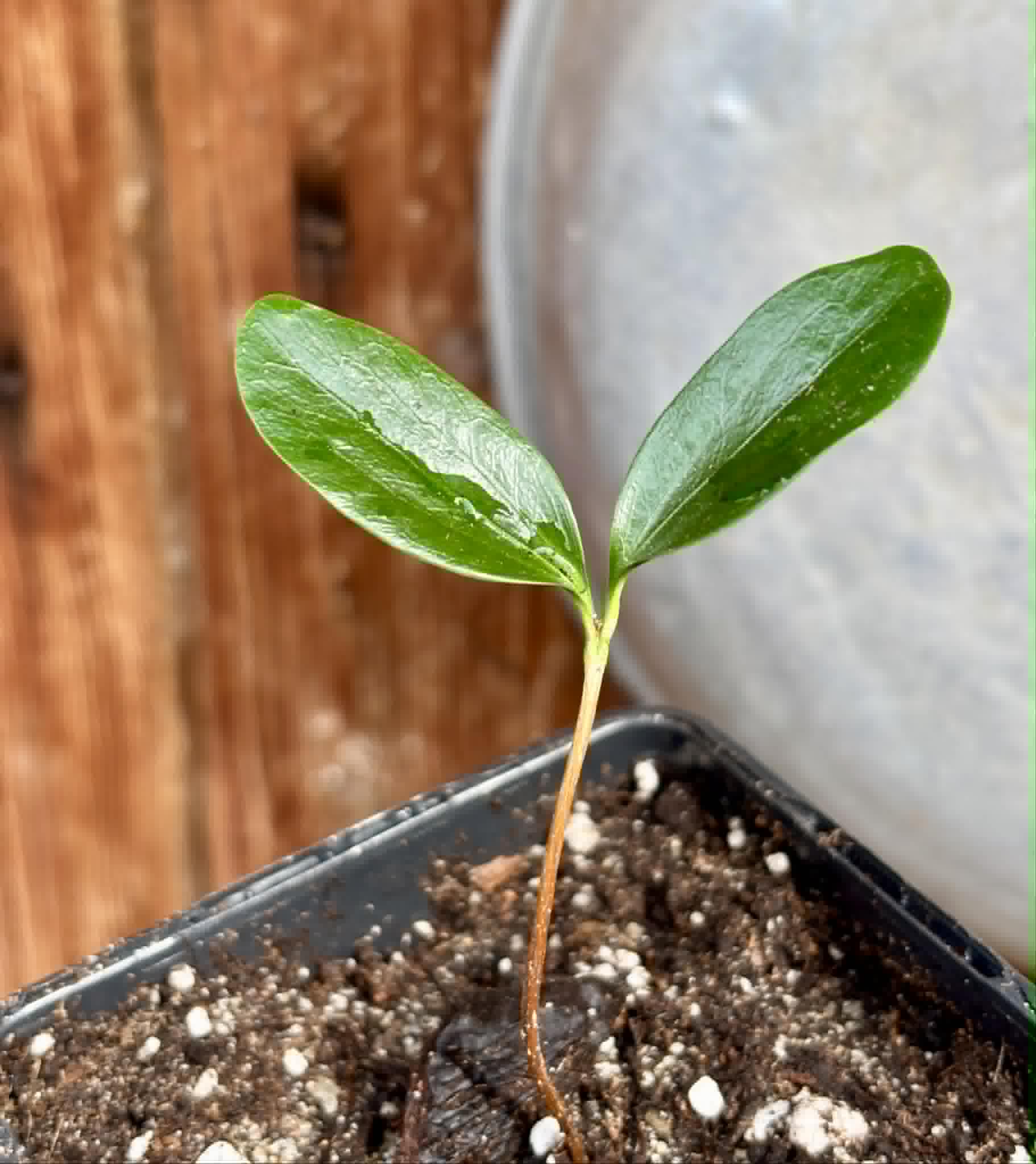Aquai (Chrysophyllum gonocarpum var. BIG Itacare)  -  1 potted seedling / 1 getopfter Sämling