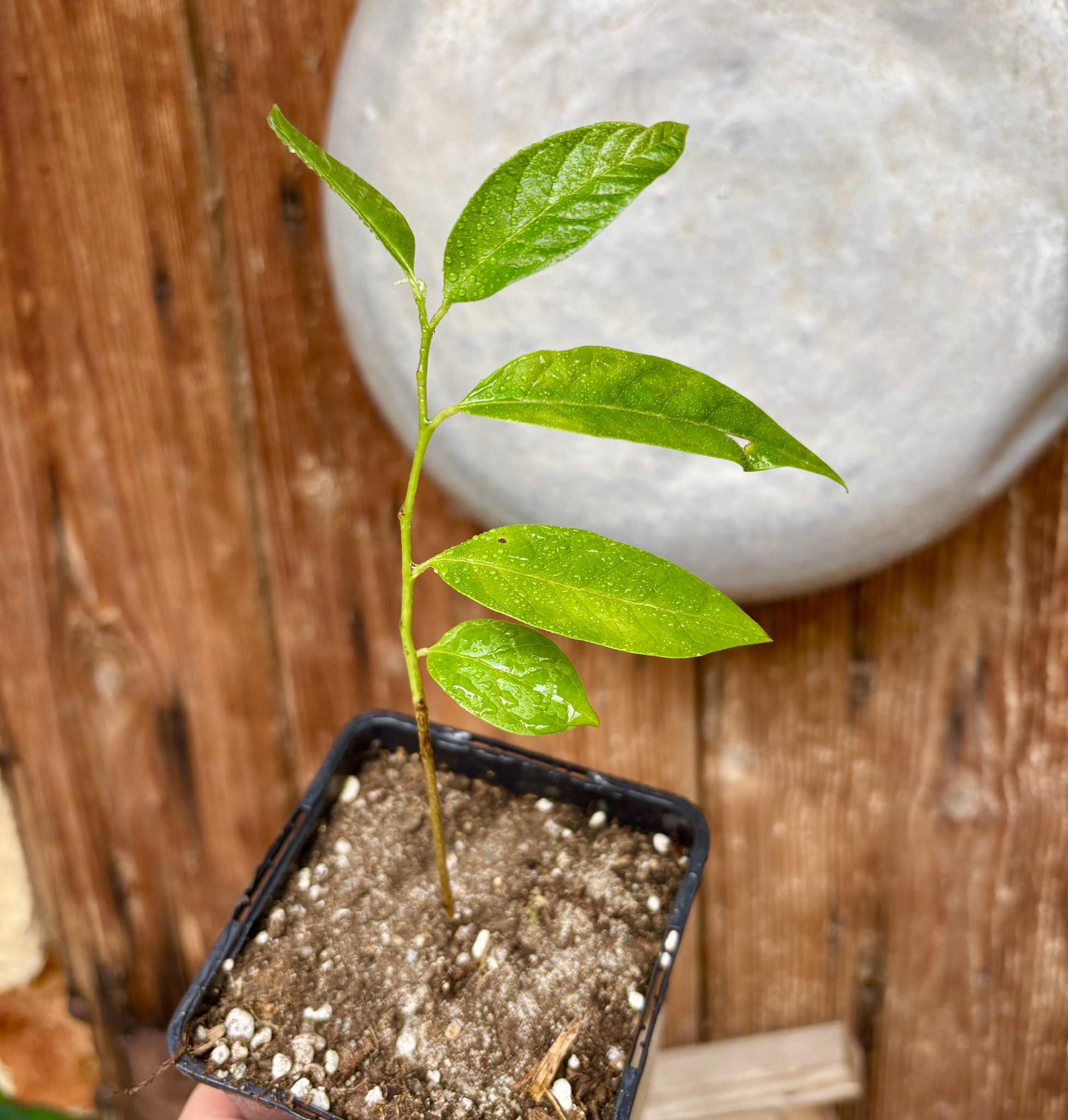 Annona reticulata big pink-red variety - 1 potted plant / 1 getopfte Pflanze