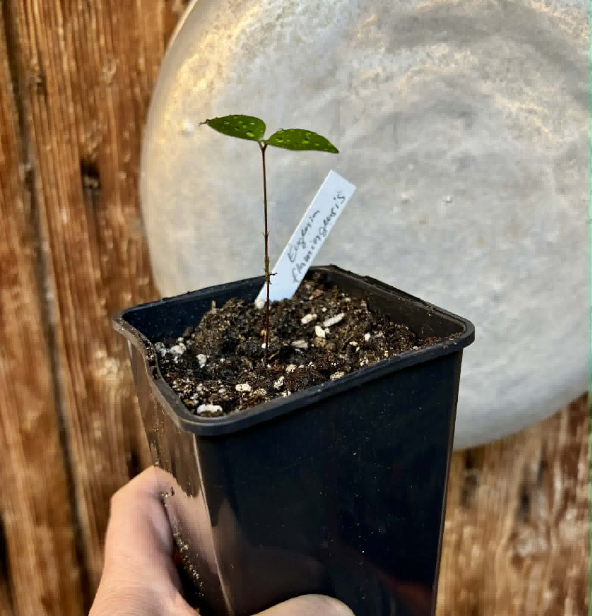 Eugenia flamingensis - 1 potted seedling / 1 getopfter Sämling