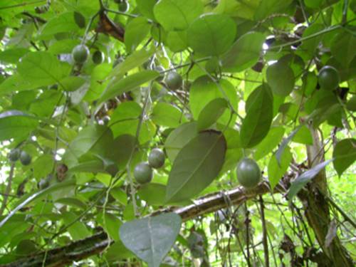 Tomatao Verde do Mato (Solanum melissarum), 1 potted plant / 1 getopfte Pflanze