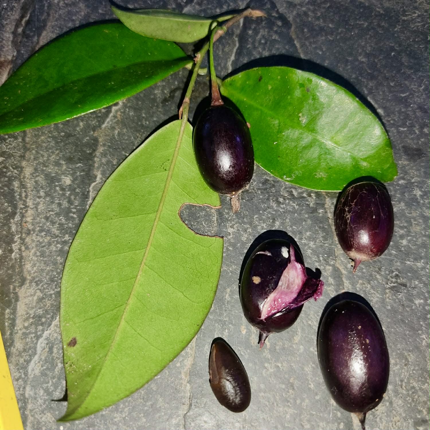 Pre Order - Chrysophyllum sp. Sabiá -  1 fresh seed / 1 frischer Samen