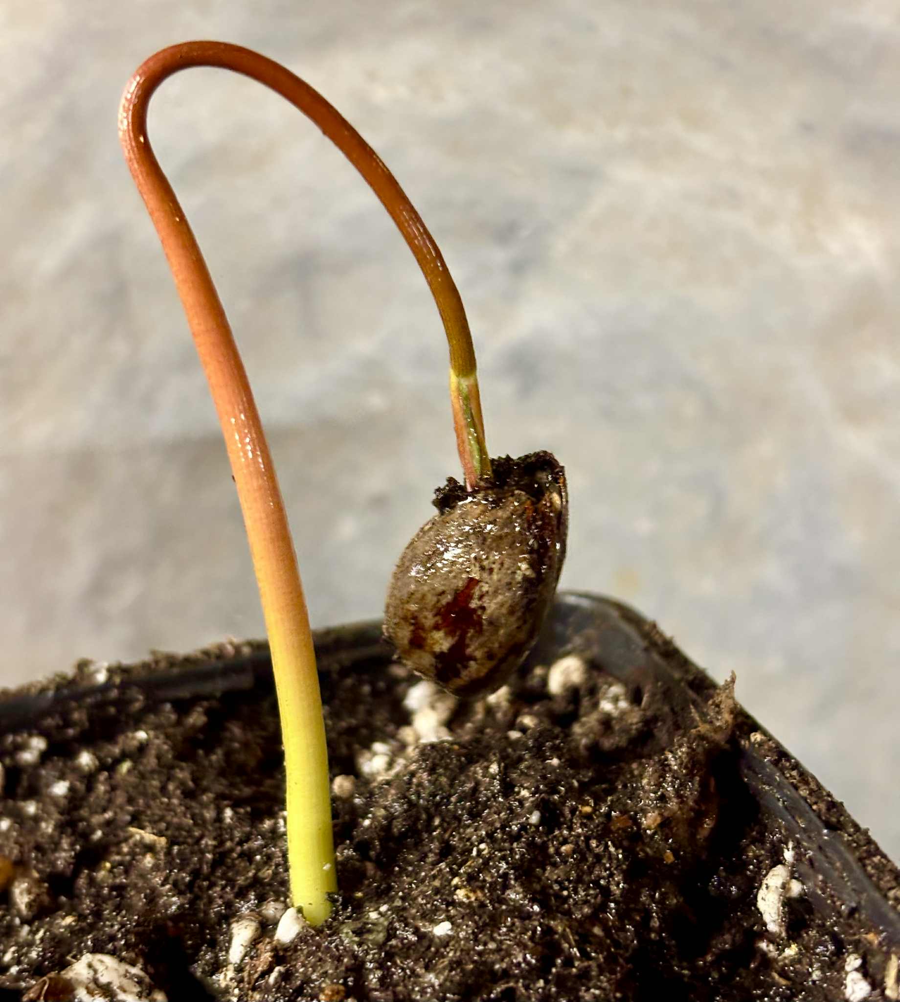 Annona purpurea - Soncoya -  1 small potted seedling / 1 kleiner, getopfter Sämling