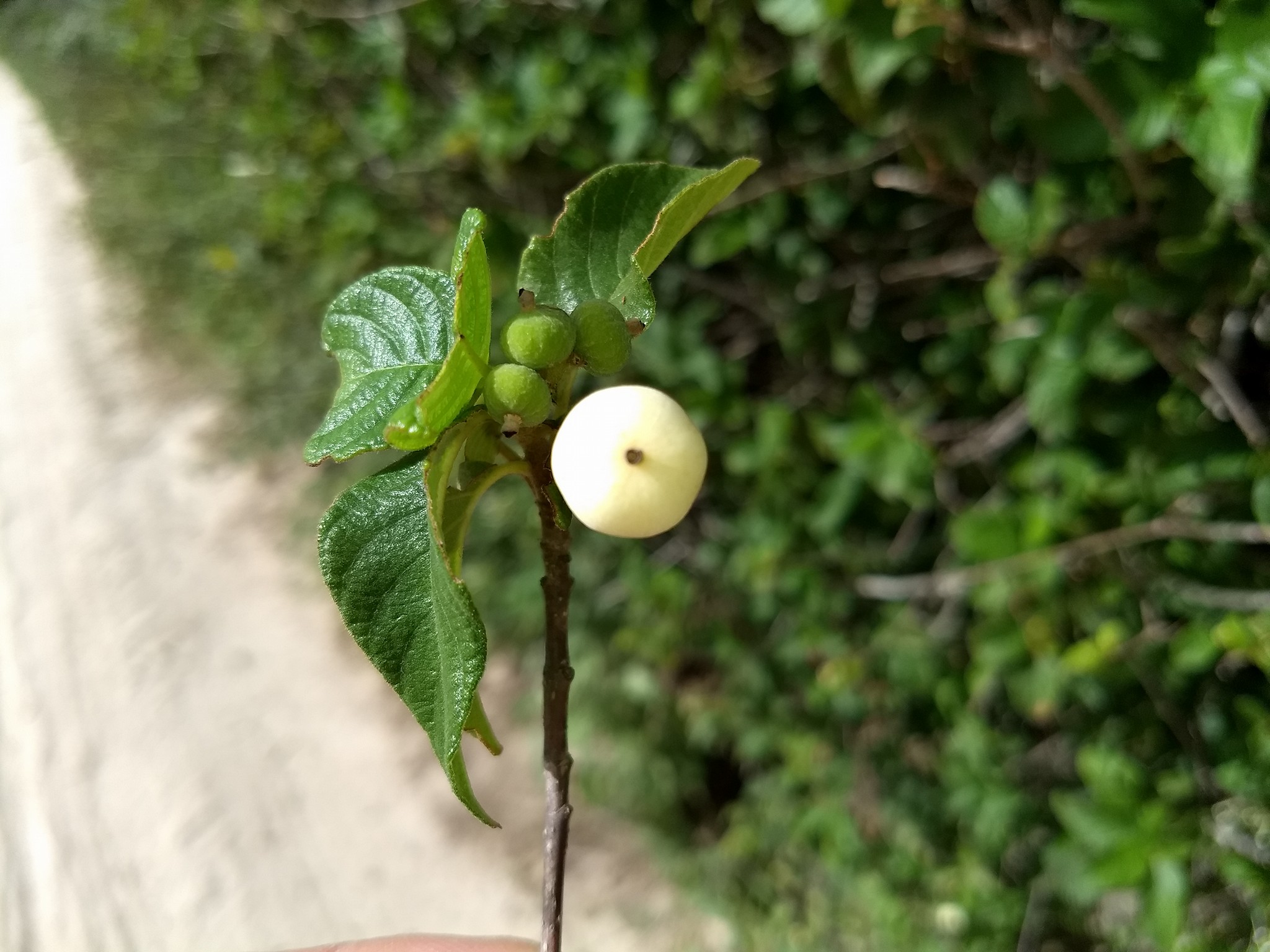 Veludo branco - Guettarda viburnoides -  1 fresh seed / 1 frischer Samen