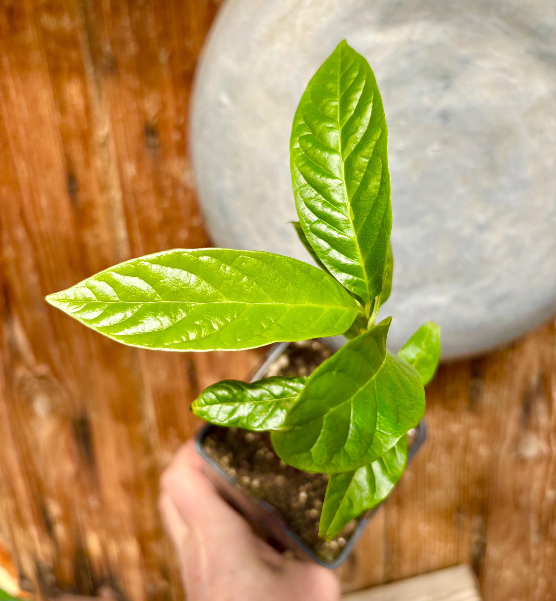 Annona reticulata big pink-red variety - 1 potted plant / 1 getopfte Pflanze
