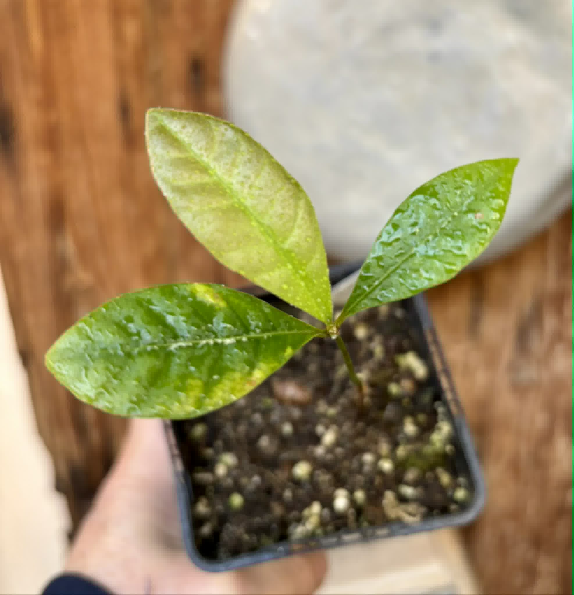 Pouteria sp Calice de Flor  -  1 potted seedling / 1 getopfter Sämling