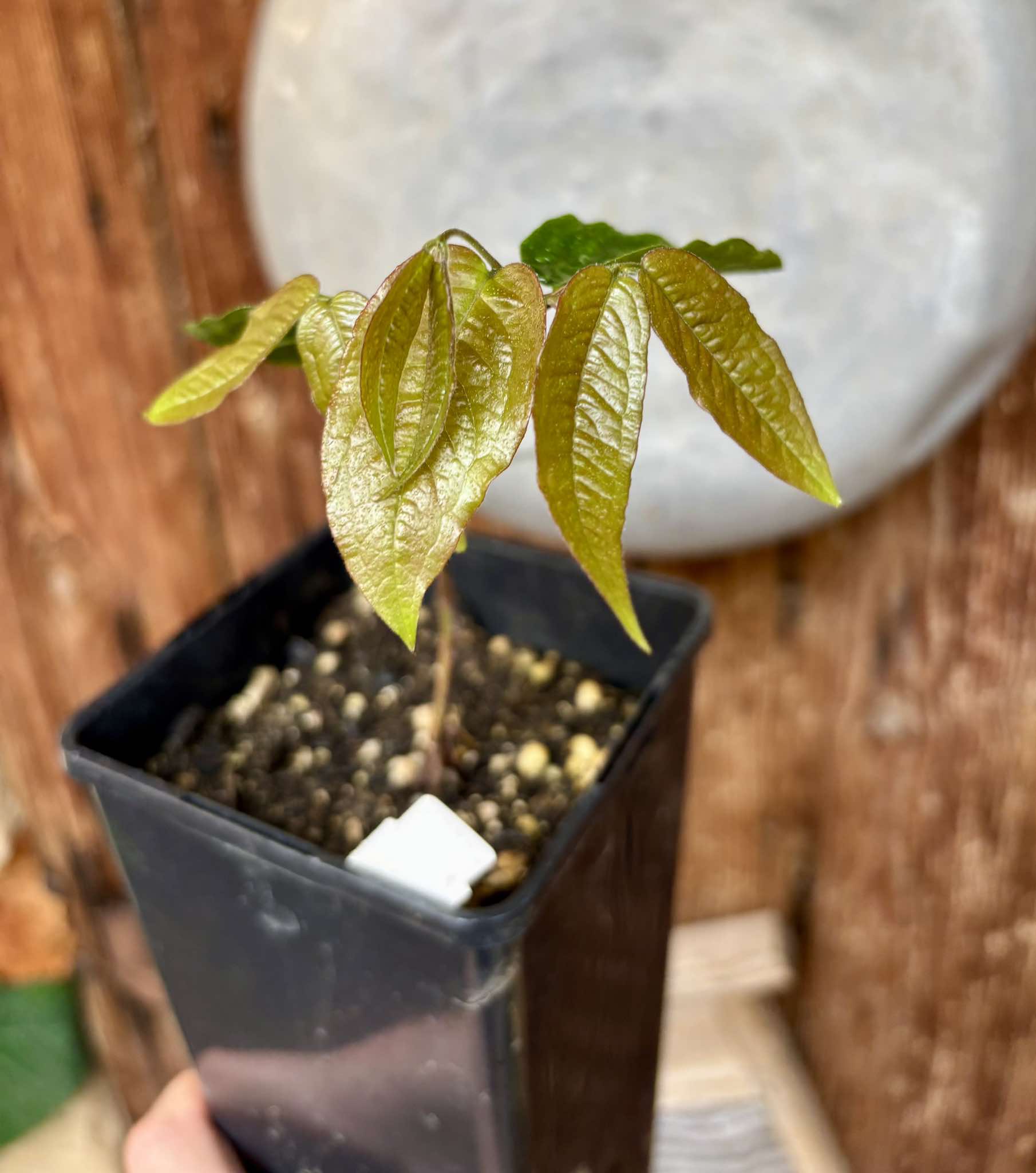 Plinia sp Giant Red Crystal - 1 potted plant / 1 getopfte Pflanze