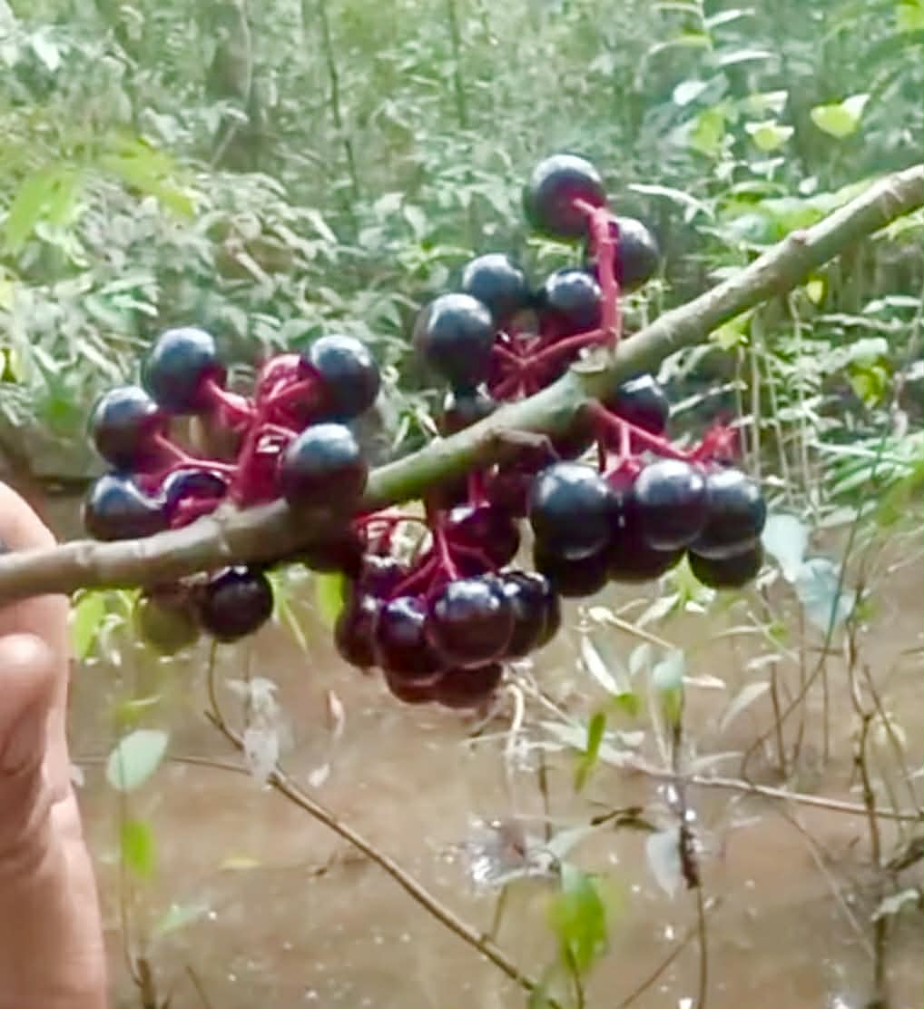 Pre-Order - Eugenia aff inundata - 1 fresh seed / 1 frischer Samen