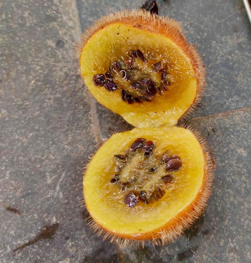 Solanum rumpincola - 1 fresh seed / 1 frischer Samen