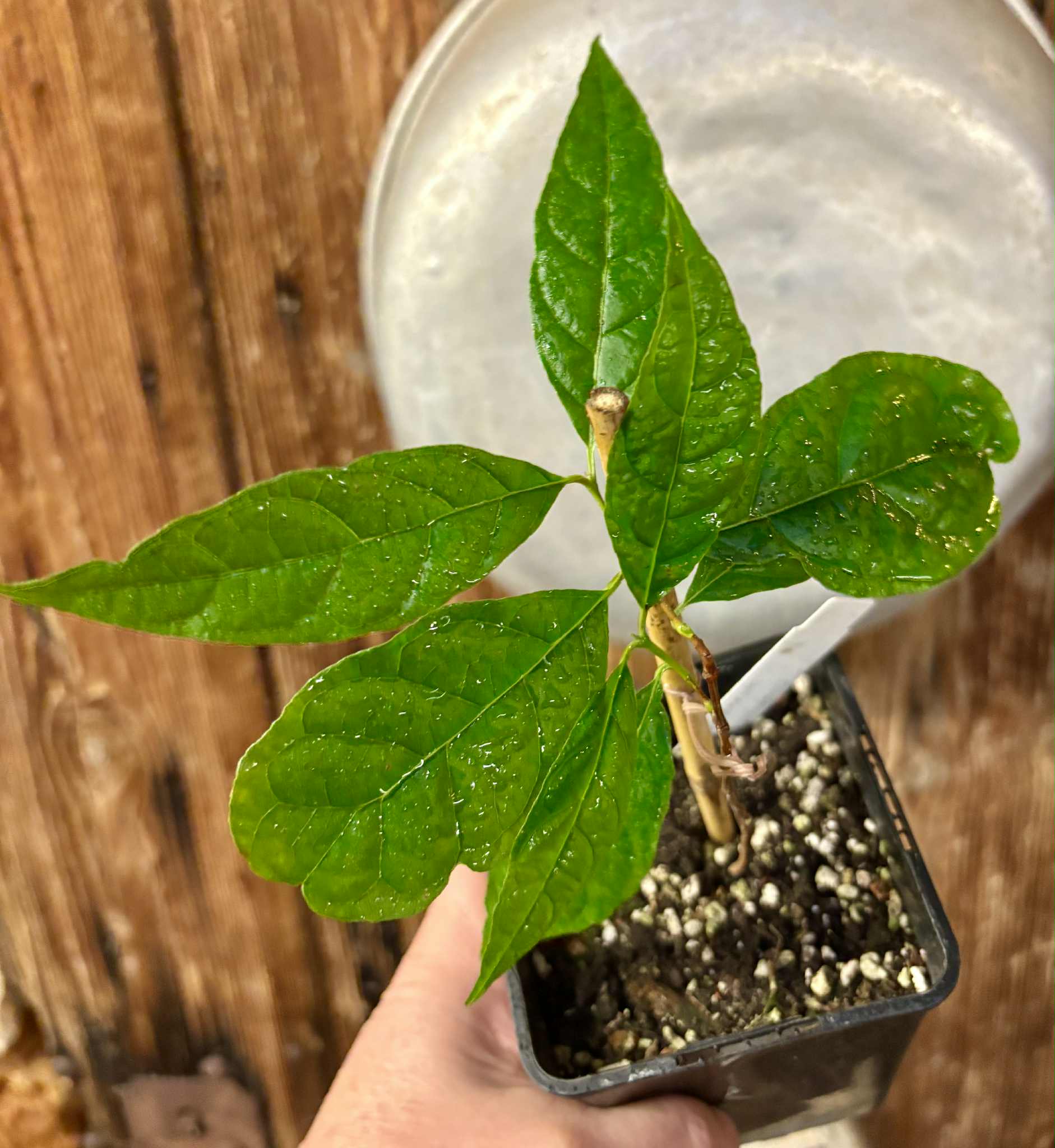 Campomanesia viatoris - 1 potted plant / 1 getopfte Pflanze