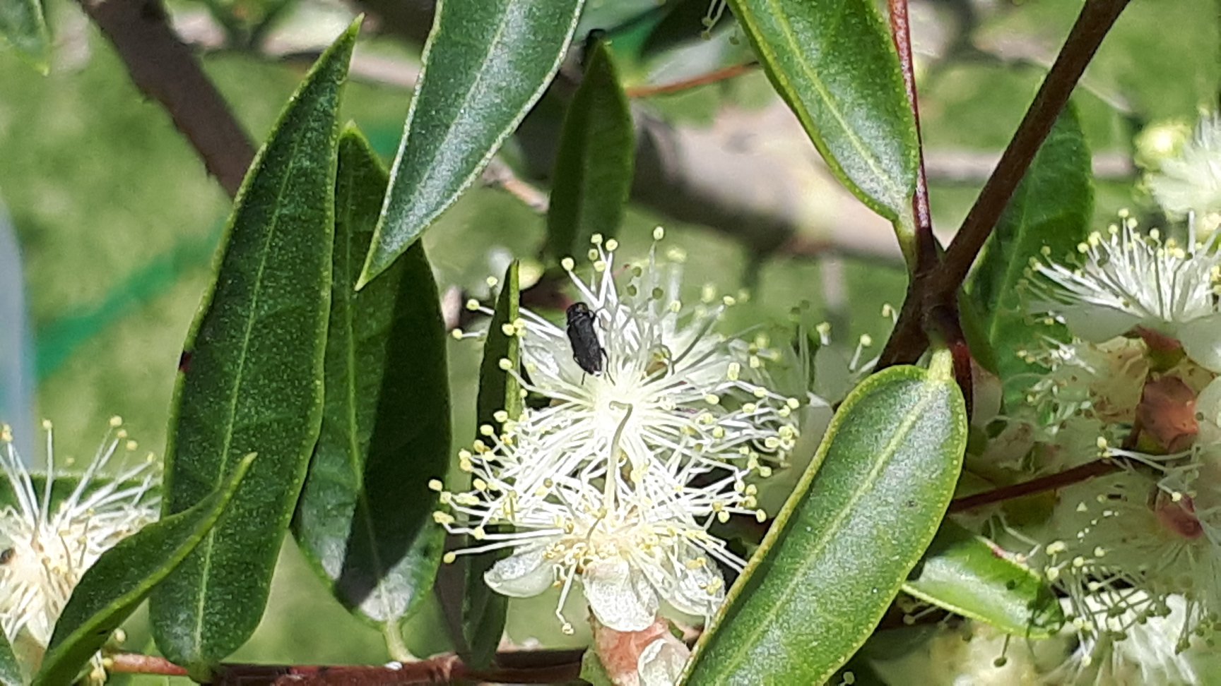 Guayabo Colorado (Myrcianthes cisplatensis) - 1 fresh seed / 1 frischer Samen