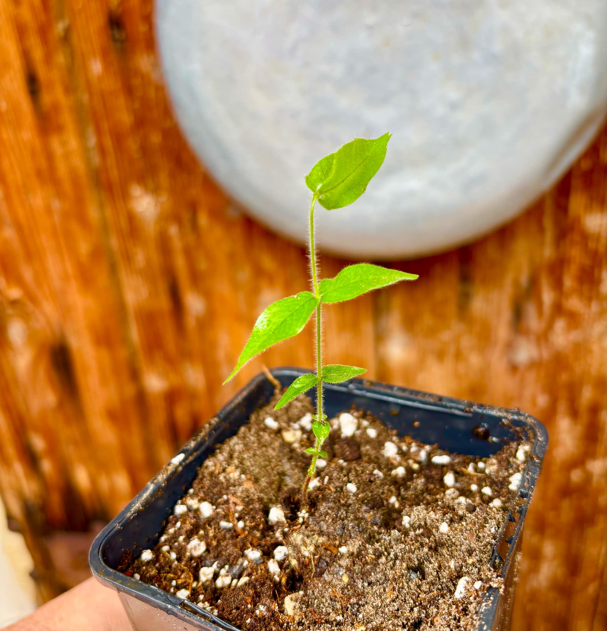 Beach Cambuca (Myrciaria strigipes) - 1 potted seedling / 1 getopfter Sämling