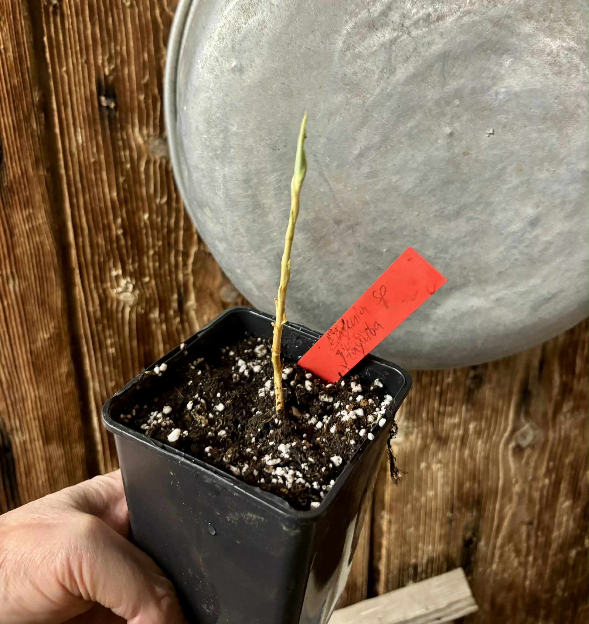 Eugenia sp Itayuba - 1 potted seedling / 1 getopfter Sämling