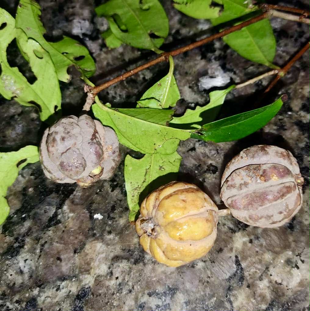 Eugenia sp Pitangao amarelo - 1 fresh seed / 1 frischer Samen