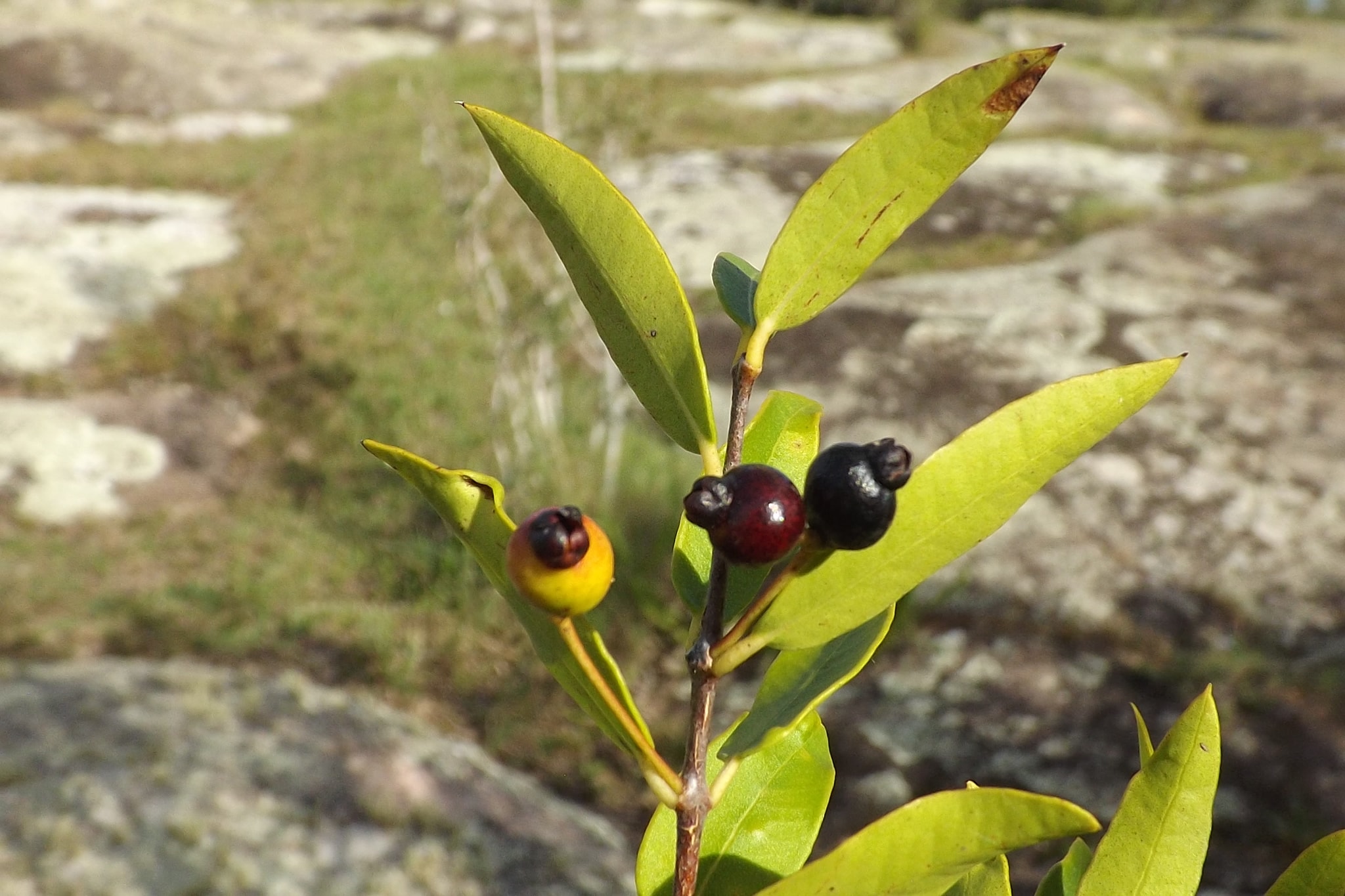 Guayabo Colorado (Myrcianthes cisplatensis) - 1 fresh seed / 1 frischer Samen