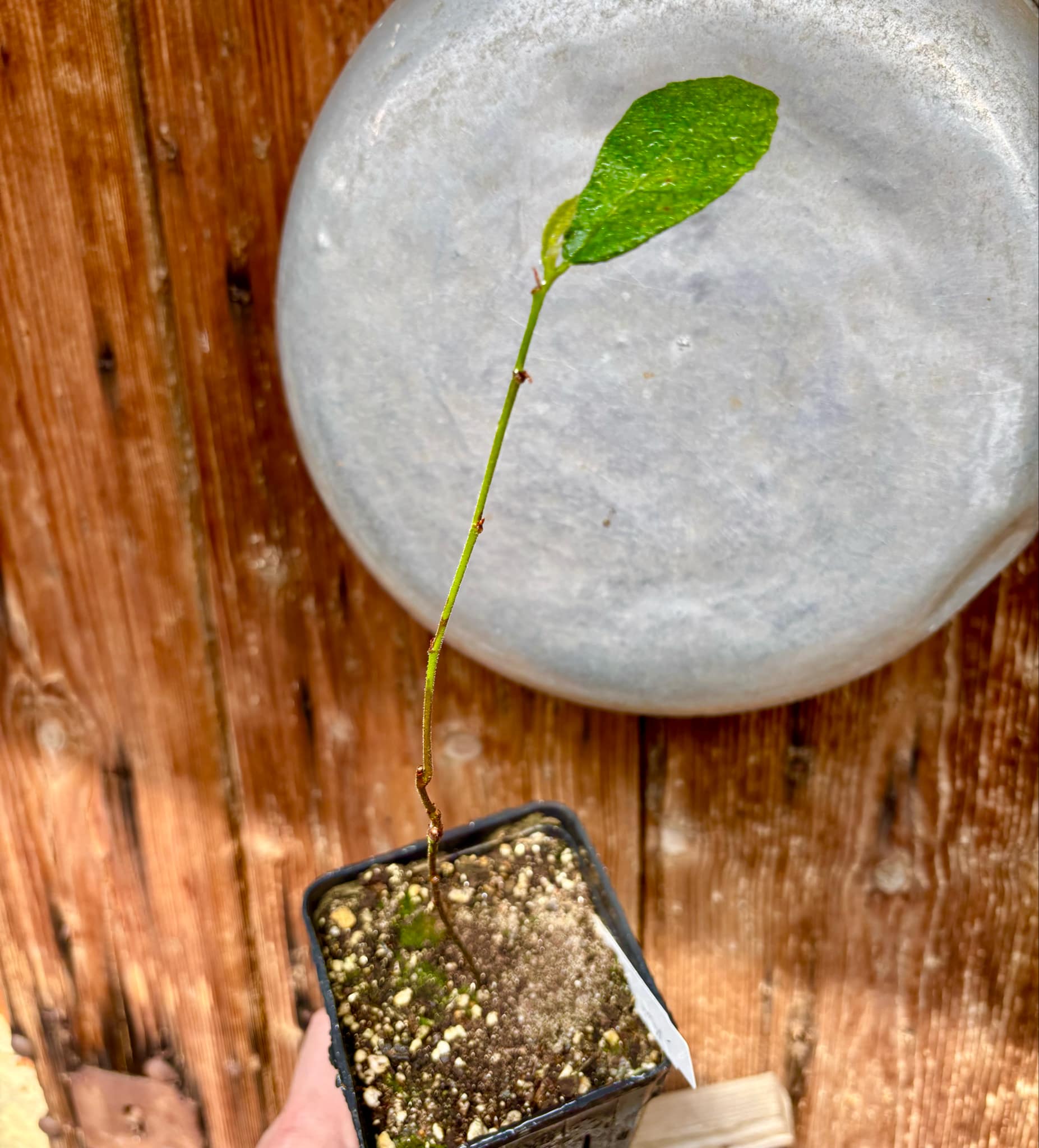 Brosimum gaudichaudi - Mama Cadela - 1 potted plant / 1 getopfte Pflanze Brosimum gaudichaudi - Mama Cadela - 1 potted plant / 1 getopfte Pflanze