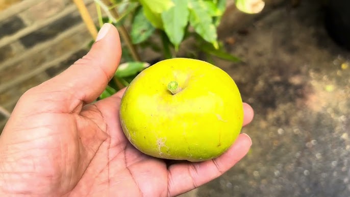 White Sapote var. MacDill (Casimiroa edulis) - 3 fresh seeds / 3 frische Samen