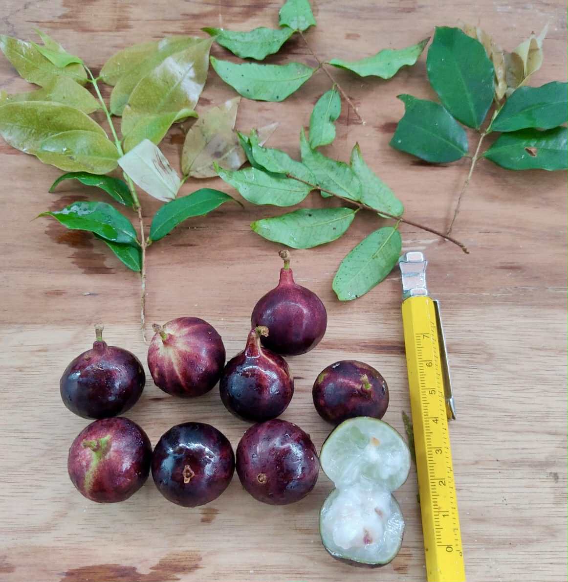 Plinia sp. Rajada Matriz 1 - 1 fresh seed / 1 frischer Samen