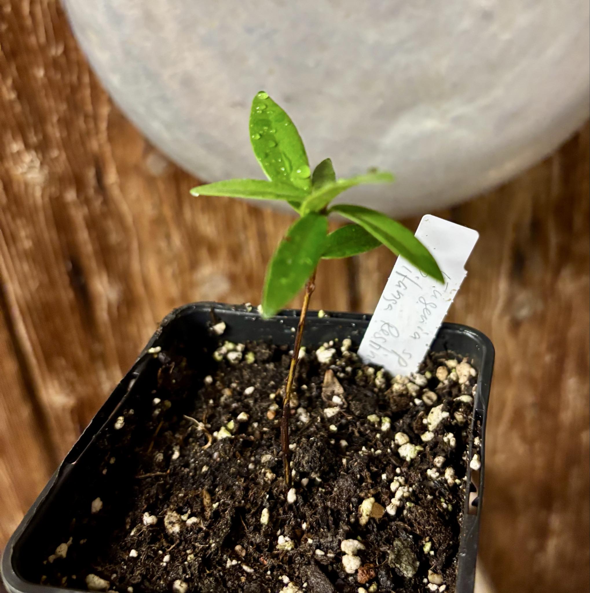 Eugenia sp Pitanga da Restinga -  1 small potted seedling / 1 kleiner, getopfter Sämling