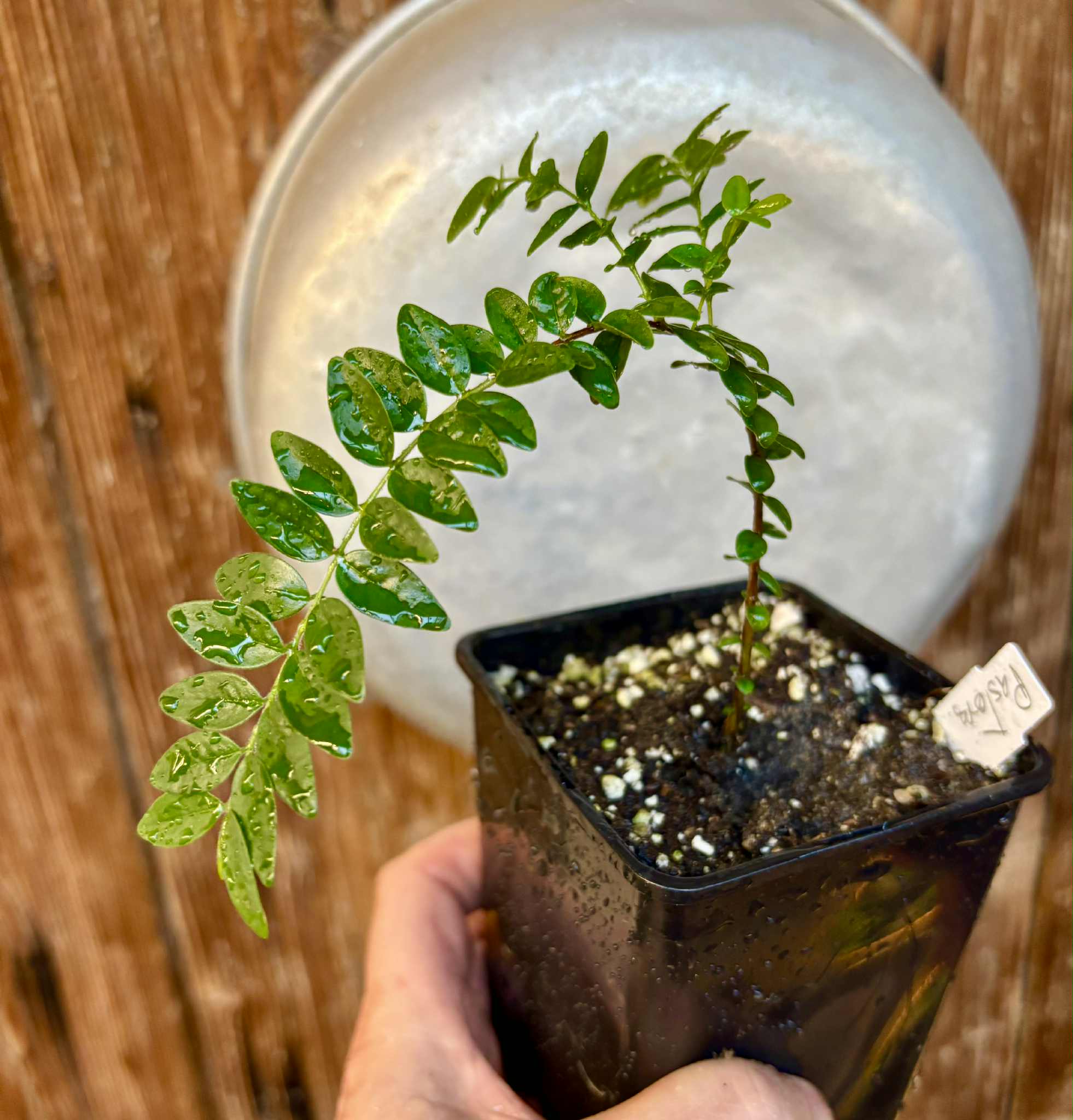 Myrciaria sp Pastora - 1 potted seedling / 1 getopfter Sämling Myrciaria sp Pastora - 1 potted seedling / 1 getopfter Sämling