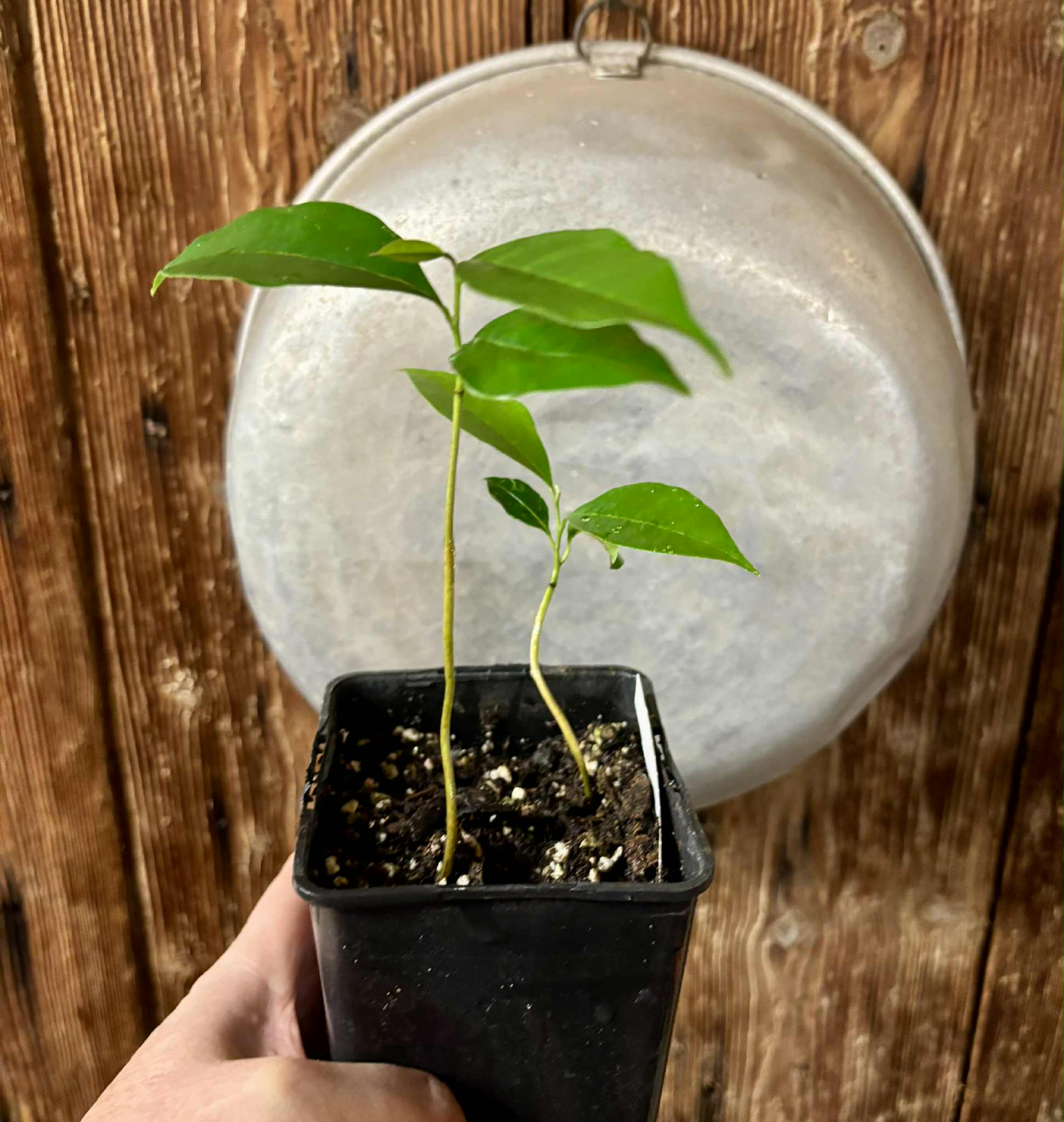 2 in 1 pot - Annona muricata - Soursop / Stachelannone - 1 potted seedling / 1 getopfter Sämling