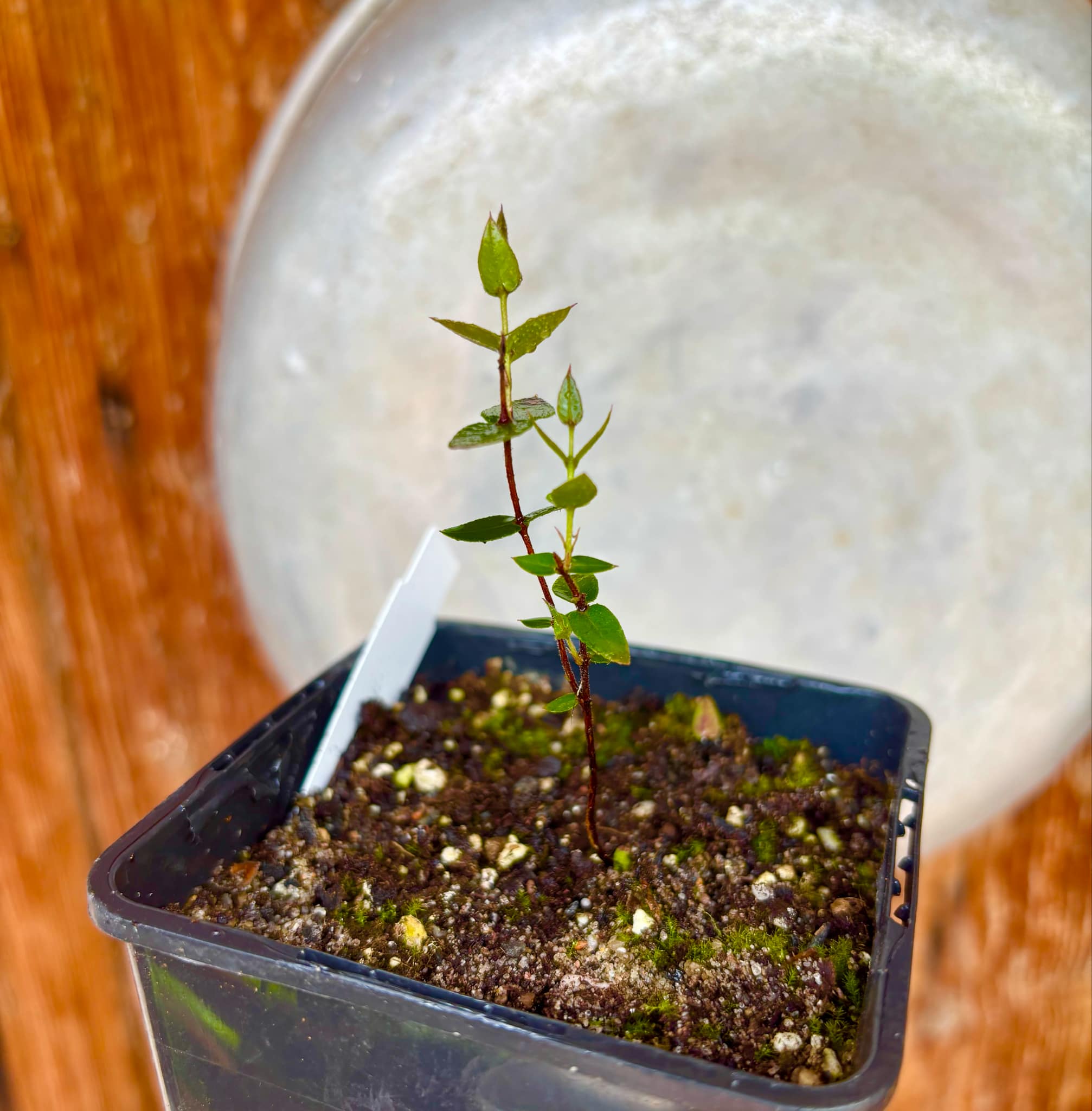 Plinia nana - 1 small potted plant / 1 kleine, getopfte Pflanze