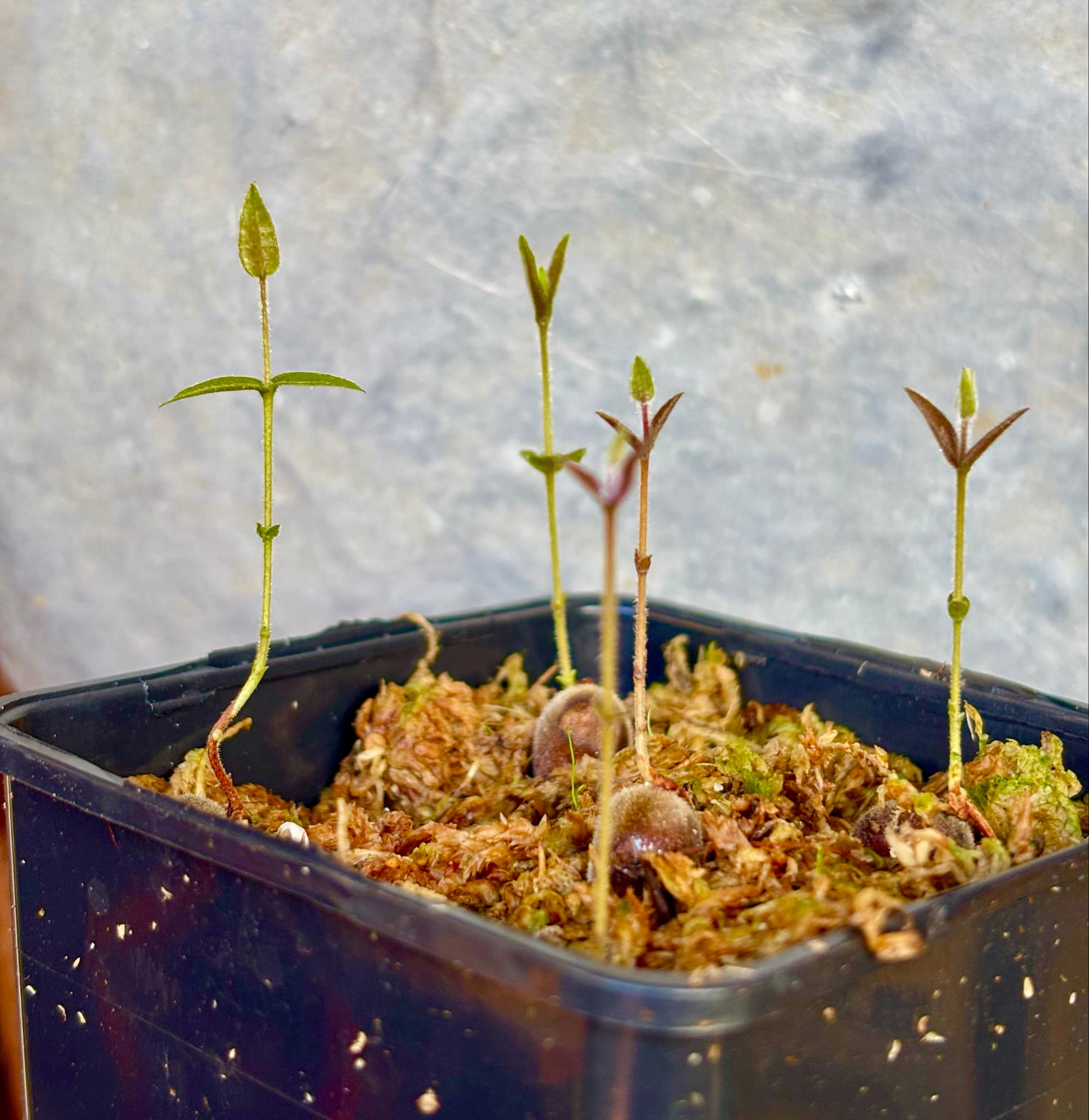 Myrciaria caerulescens (Roxa - Blue Guaquiea) - 5 small seedlings in one pot / 5 kleine Sämlinge in einem Topf