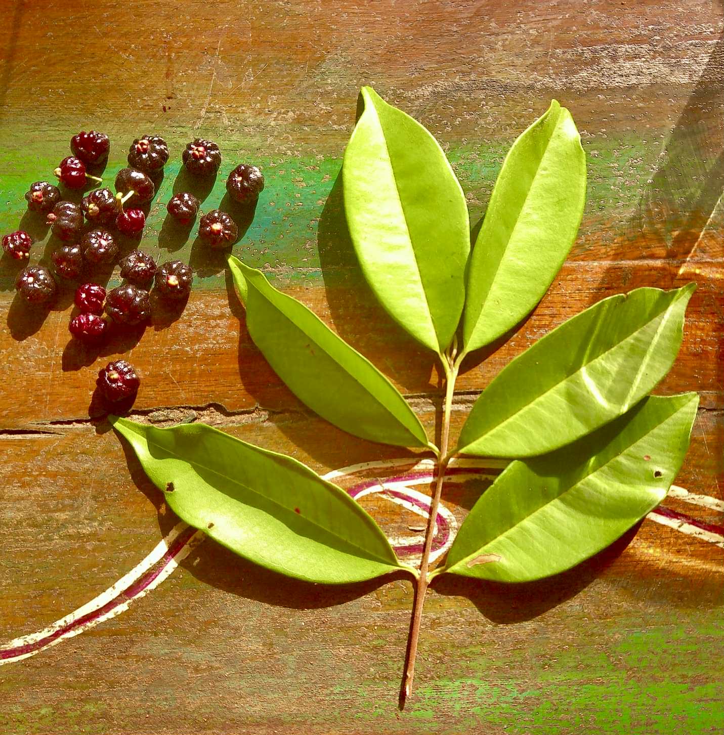 Eugenia colipensis - 1 fresh seed / 1 frischer Samen