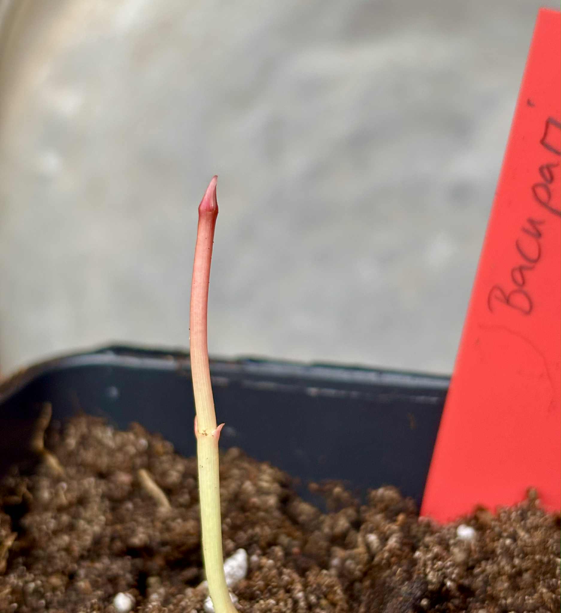 Bacupari (Garcinia brasiliensis) -  1 potted seedling / 1 getopfter Sämling