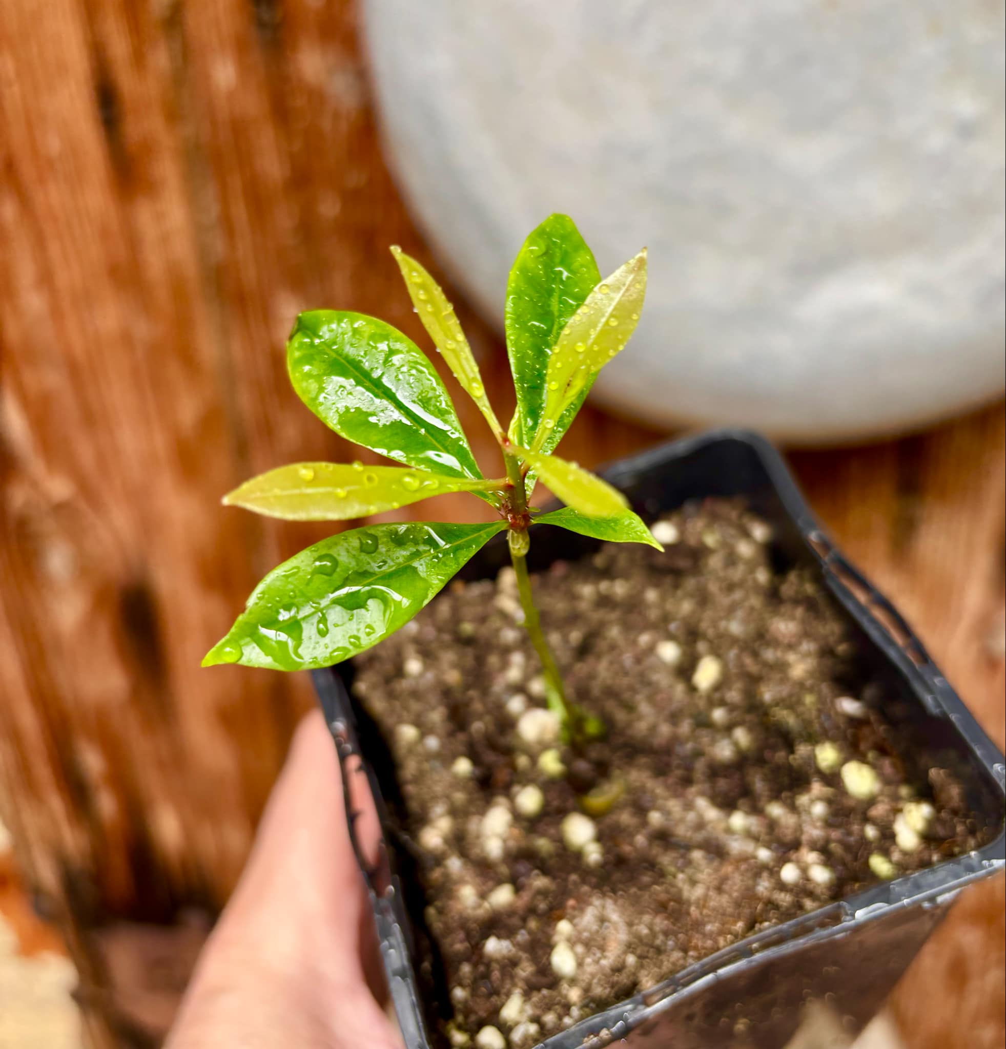 Syzygium aromaticum - Clove - Gewürznelke - 1 small potted seedling / 1 kleiner, getopfter Sämling