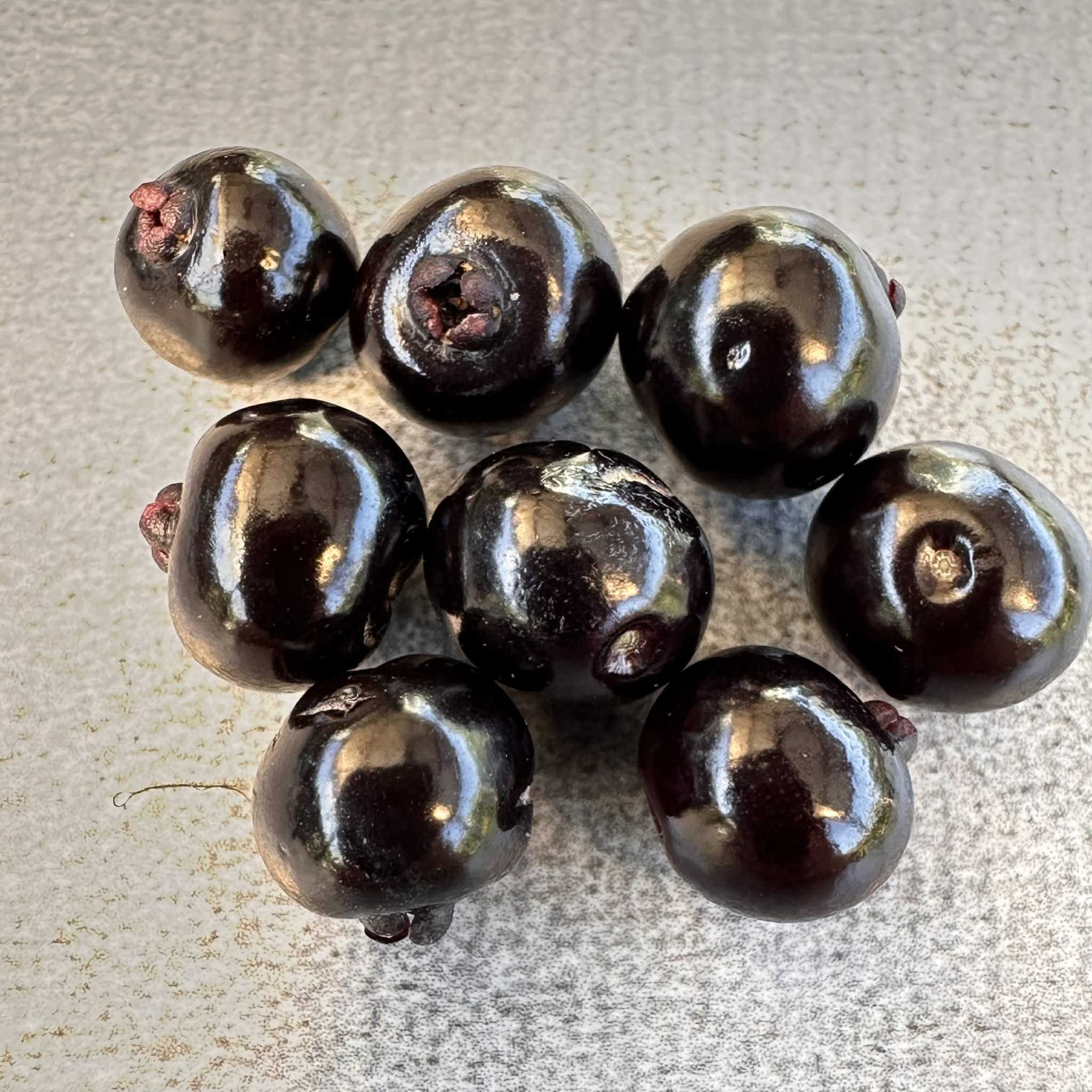 Guamirim Cereja do Sul (Eugenia modesta) - 1 potted seedling / 1 getopfter Sämling