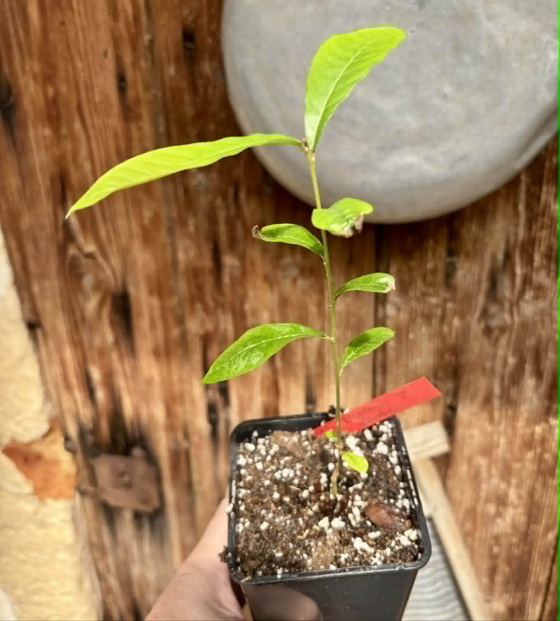 Pradosia sp Rondonia - 1 potted seedling / 1 getopfter Sämling