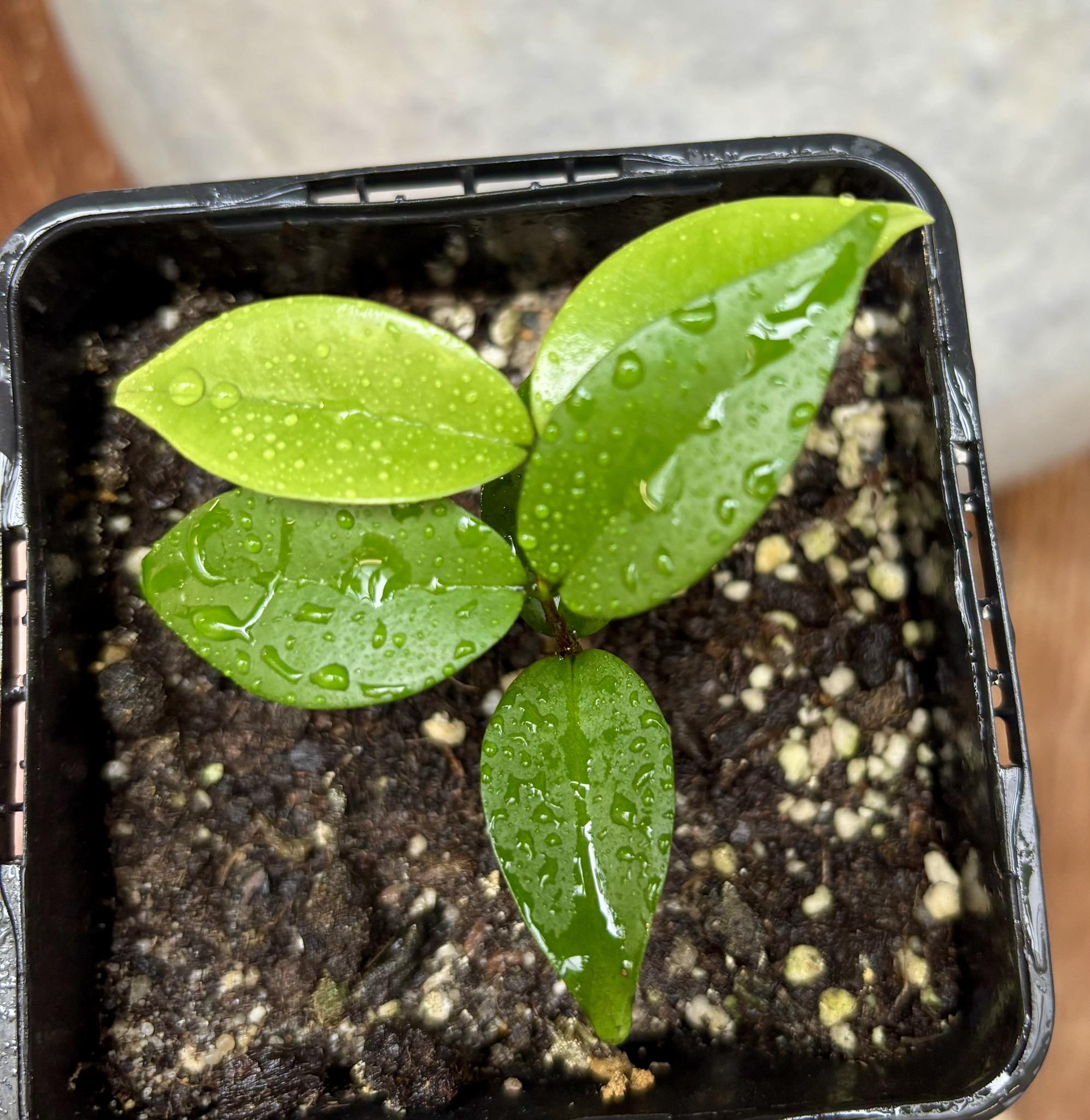 Eugenia sp Amarela Redonda - 1 small potted seedling / 1 kleiner, getopfter Sämling