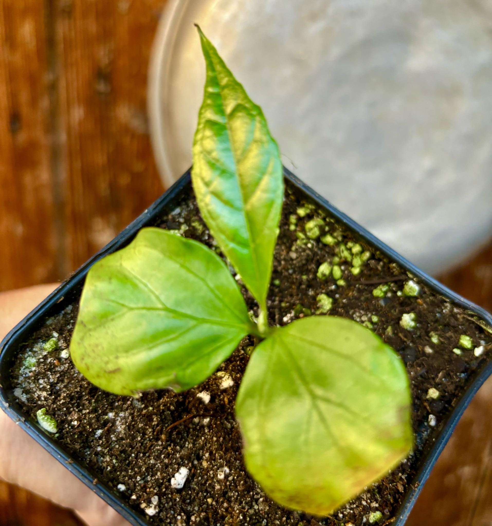 Kadsura heteroclita "Bursting Star" - potted plant / getopfte Pflanze