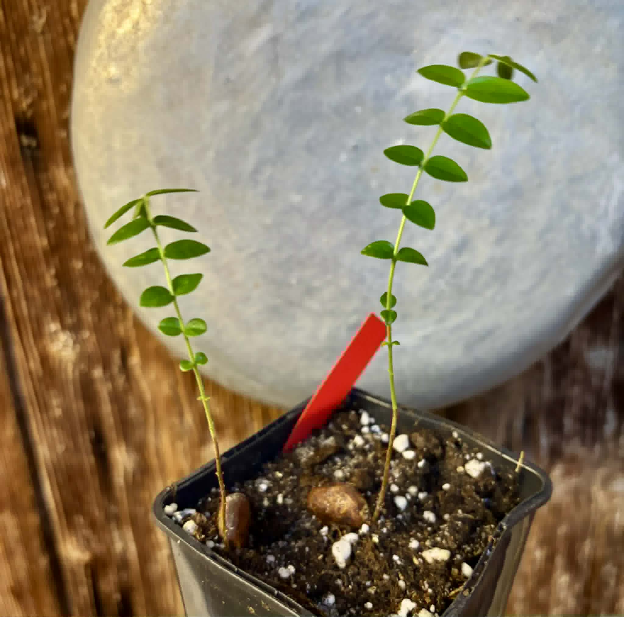 2 in 1 pot - Myrciaria sp Pastora - 2 seedlings in one pot / 2 Sämlinge in einem Topf
