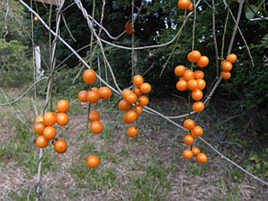 Odontocarya vitis,  1 potted plant / 1 getopfte Pflanze