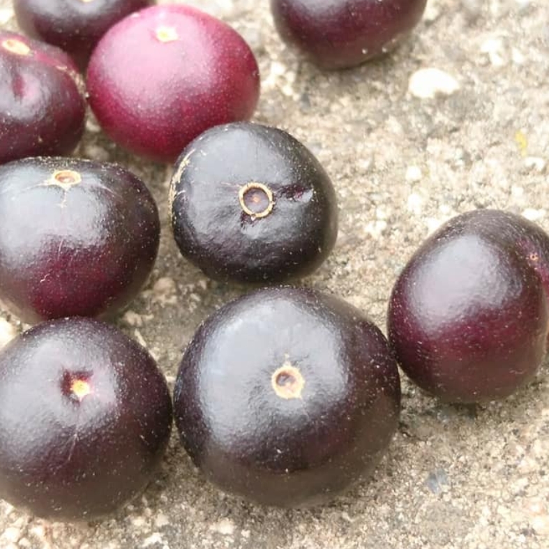 Myrcia multiflora - 1 germinated seed / 1 gekeimter Samen